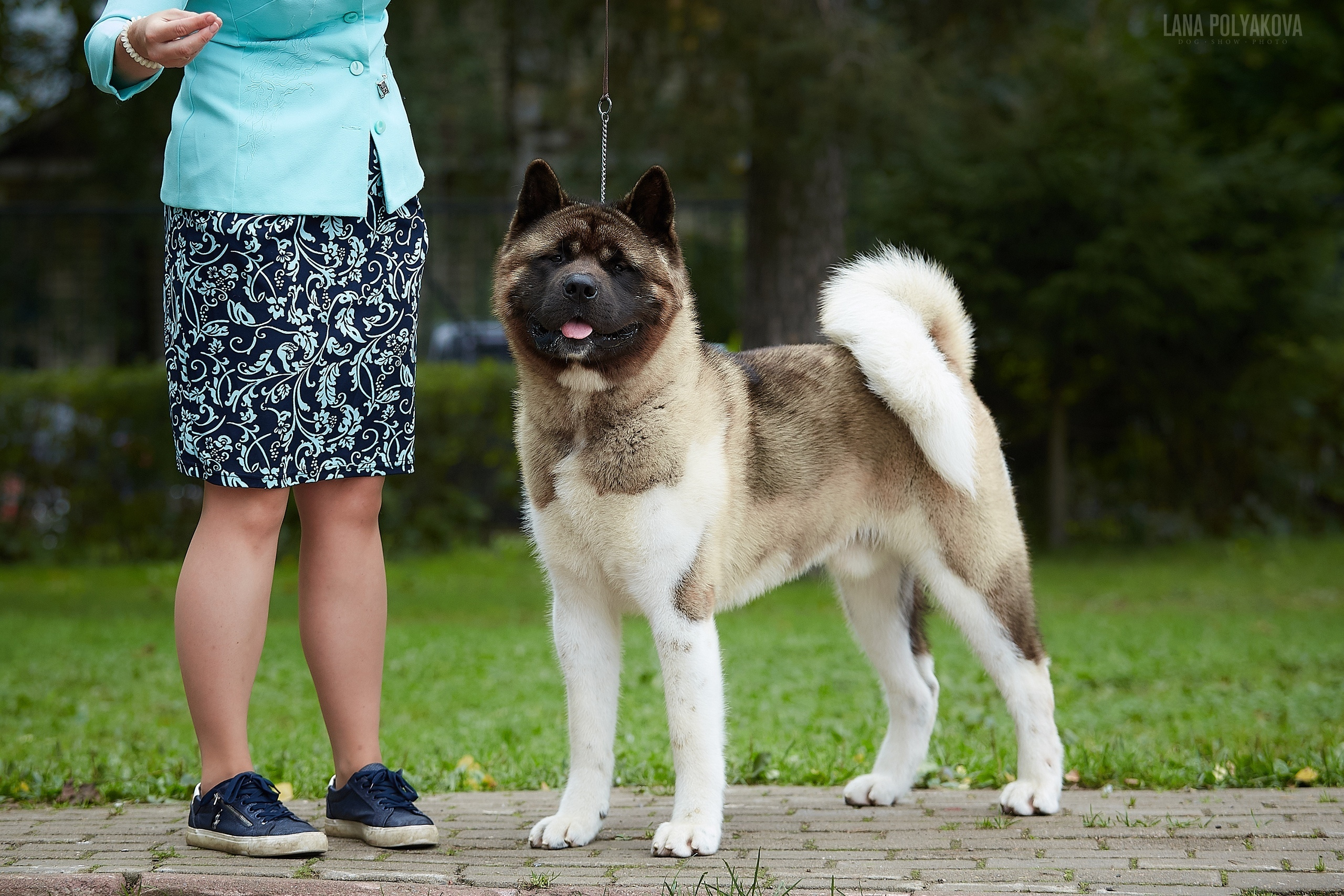 Американская акита Санкт-Петербург