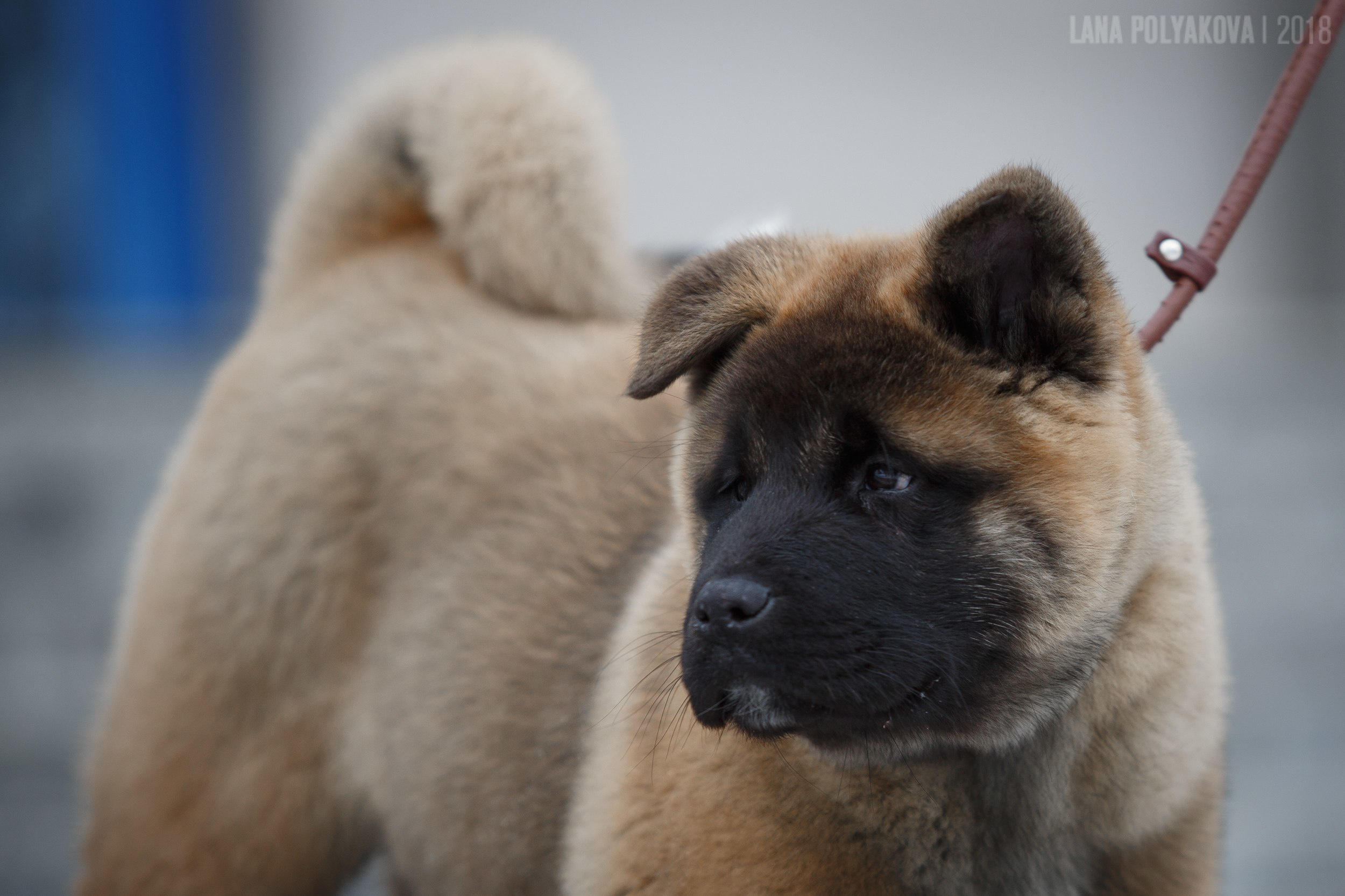 Щенки американской акиты