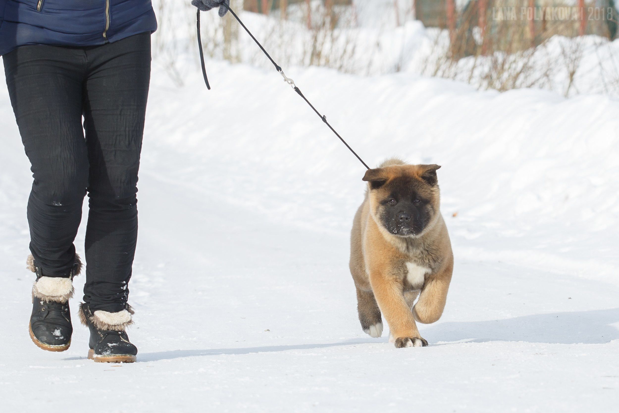 Щенки американской акиты