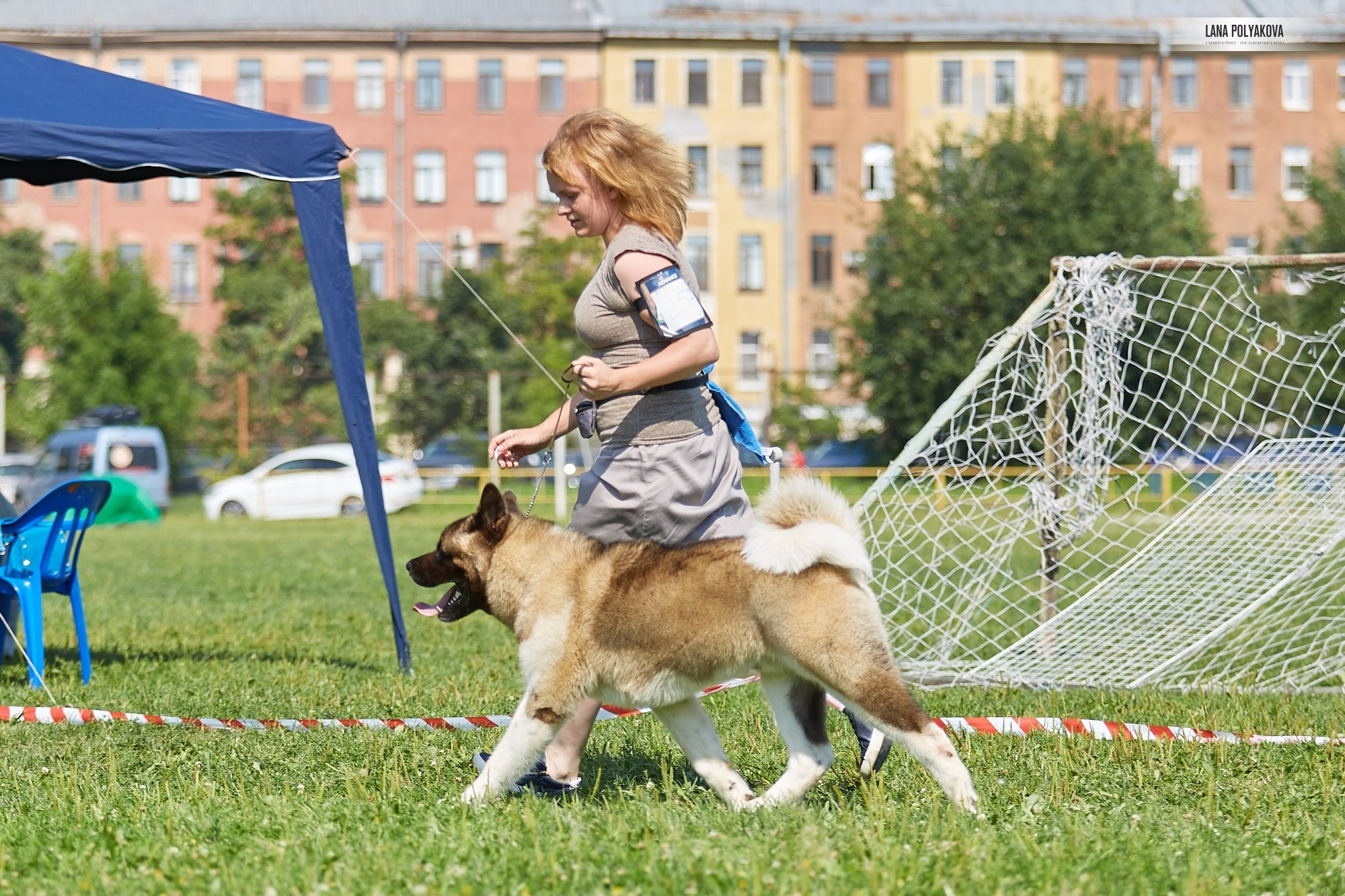 Американская акита Санкт-Петербург