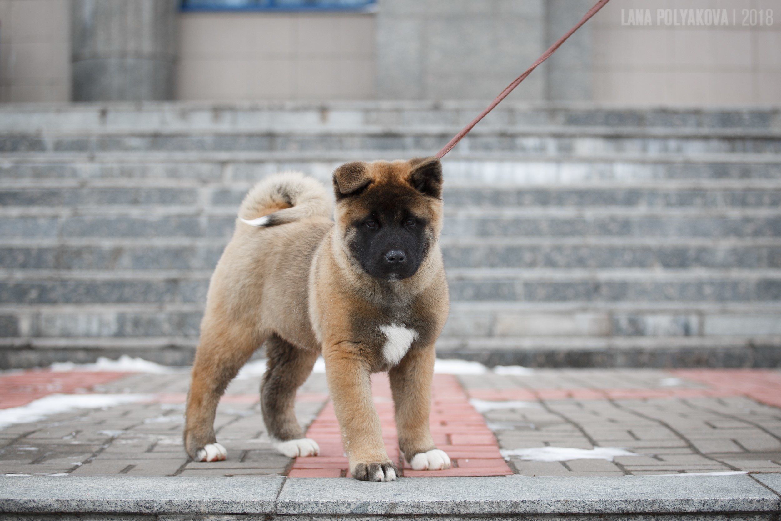 Щенки американской акиты