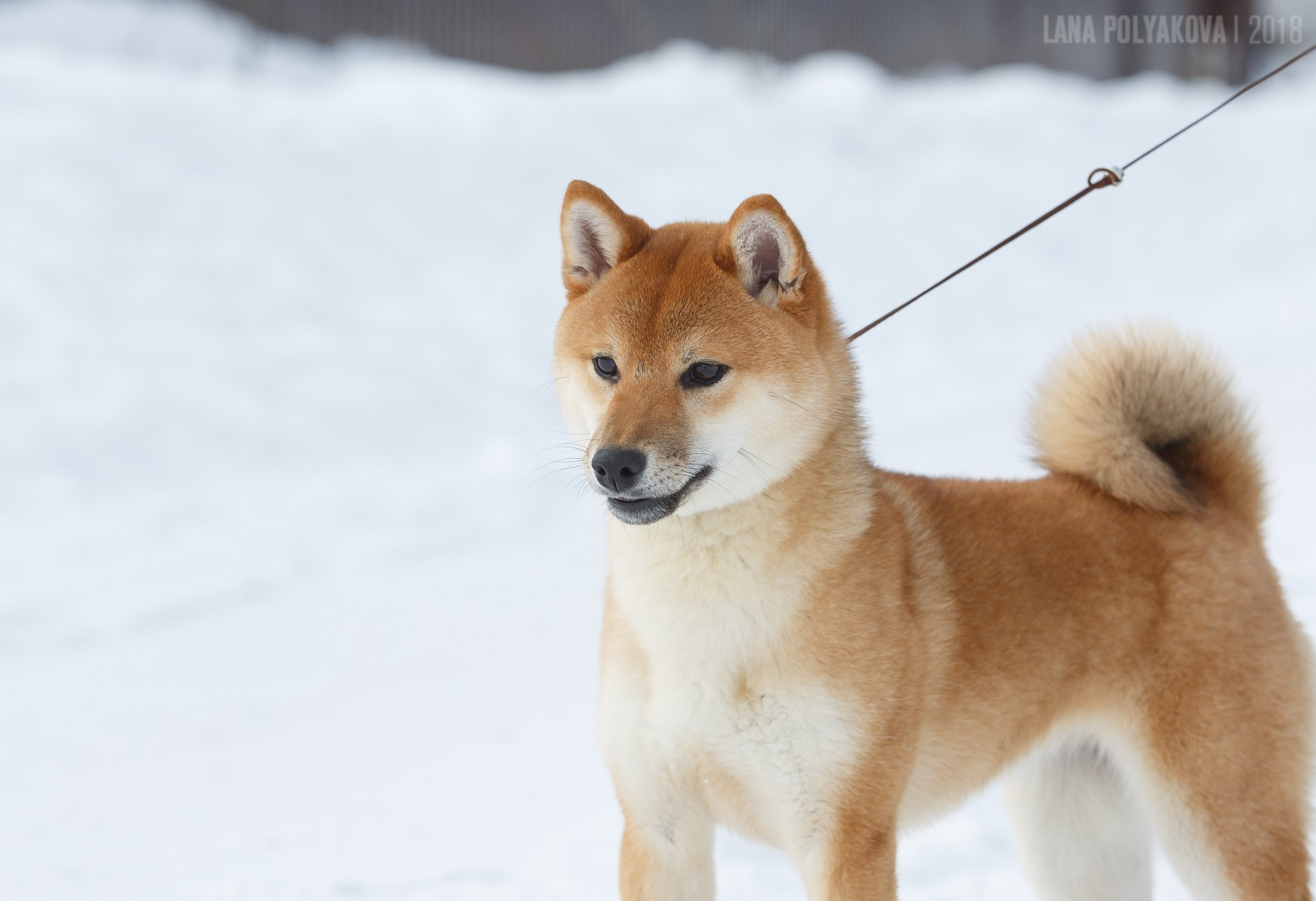 Сиба сиба-ину сибаину в Санкт-Петербурге
