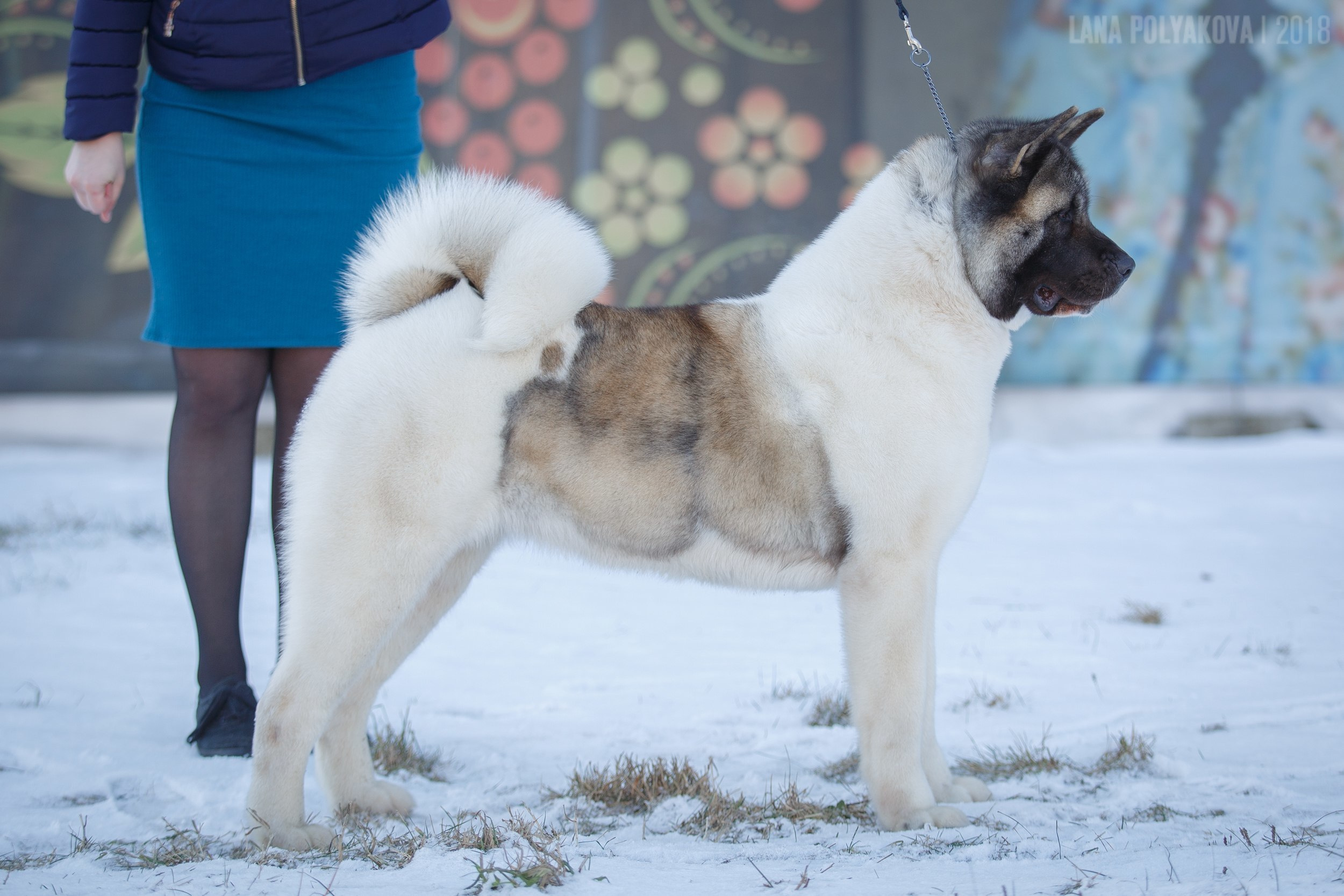 Американская акита Санкт-Петербург