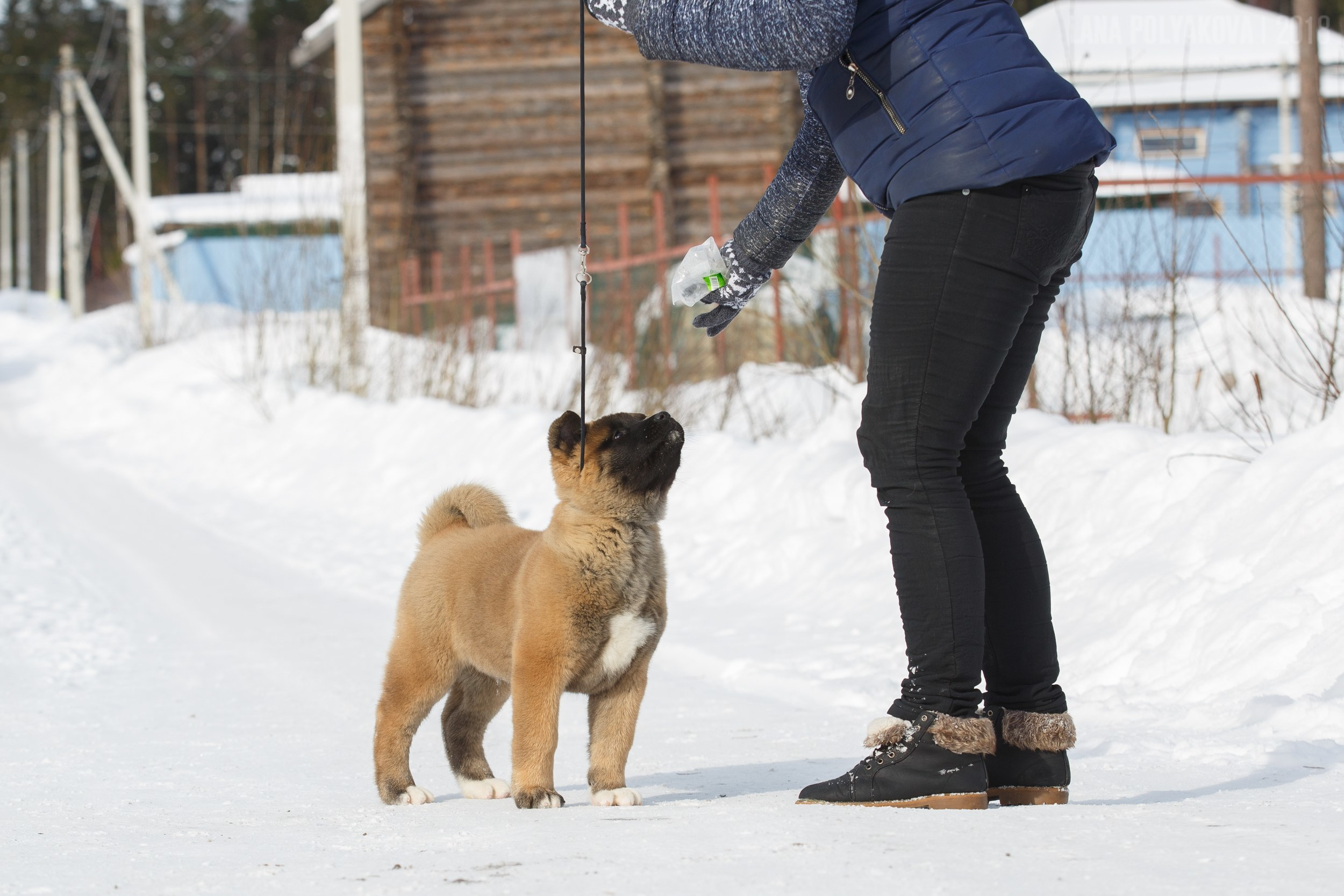 Щенки американской акиты