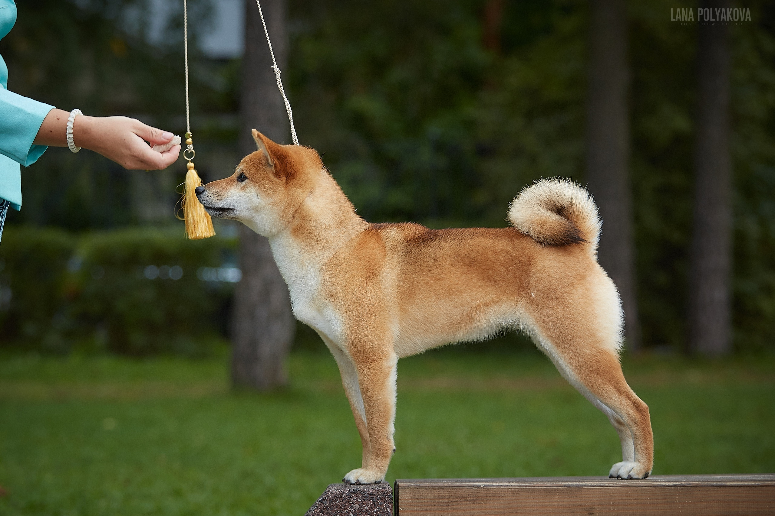 Сиба сиба-ину сибаину в Санкт-Петербурге
