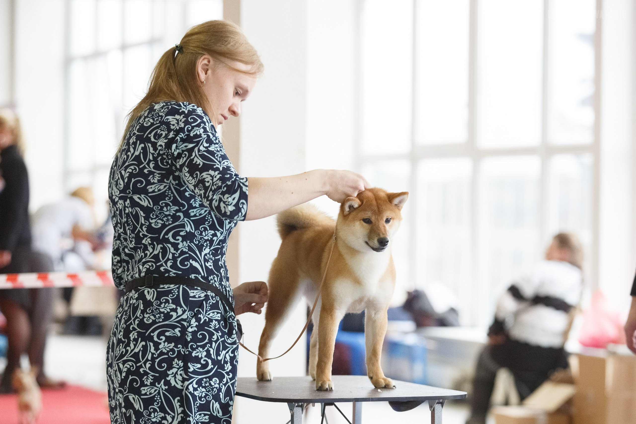 Сиба сиба-ину сибаину в Санкт-Петербурге
