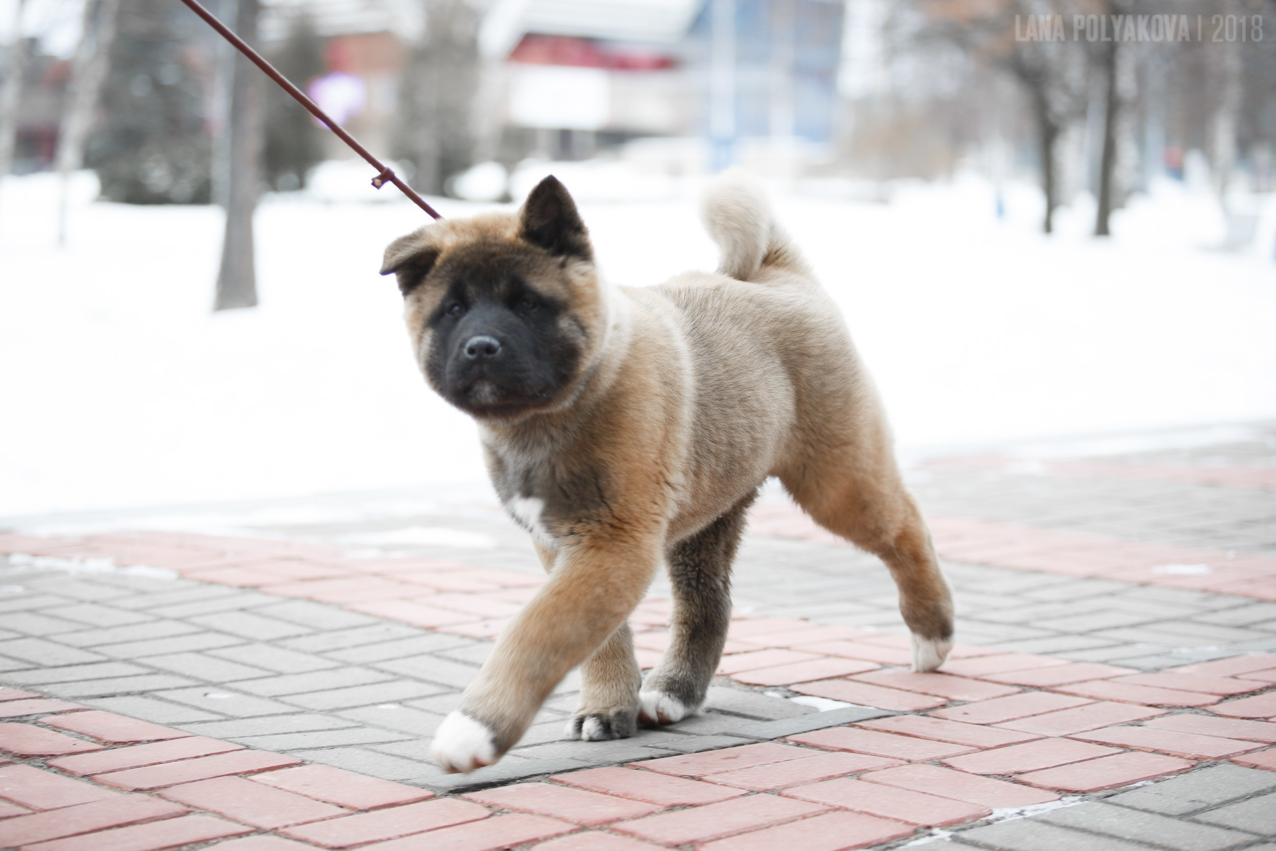 Щенки американской акиты