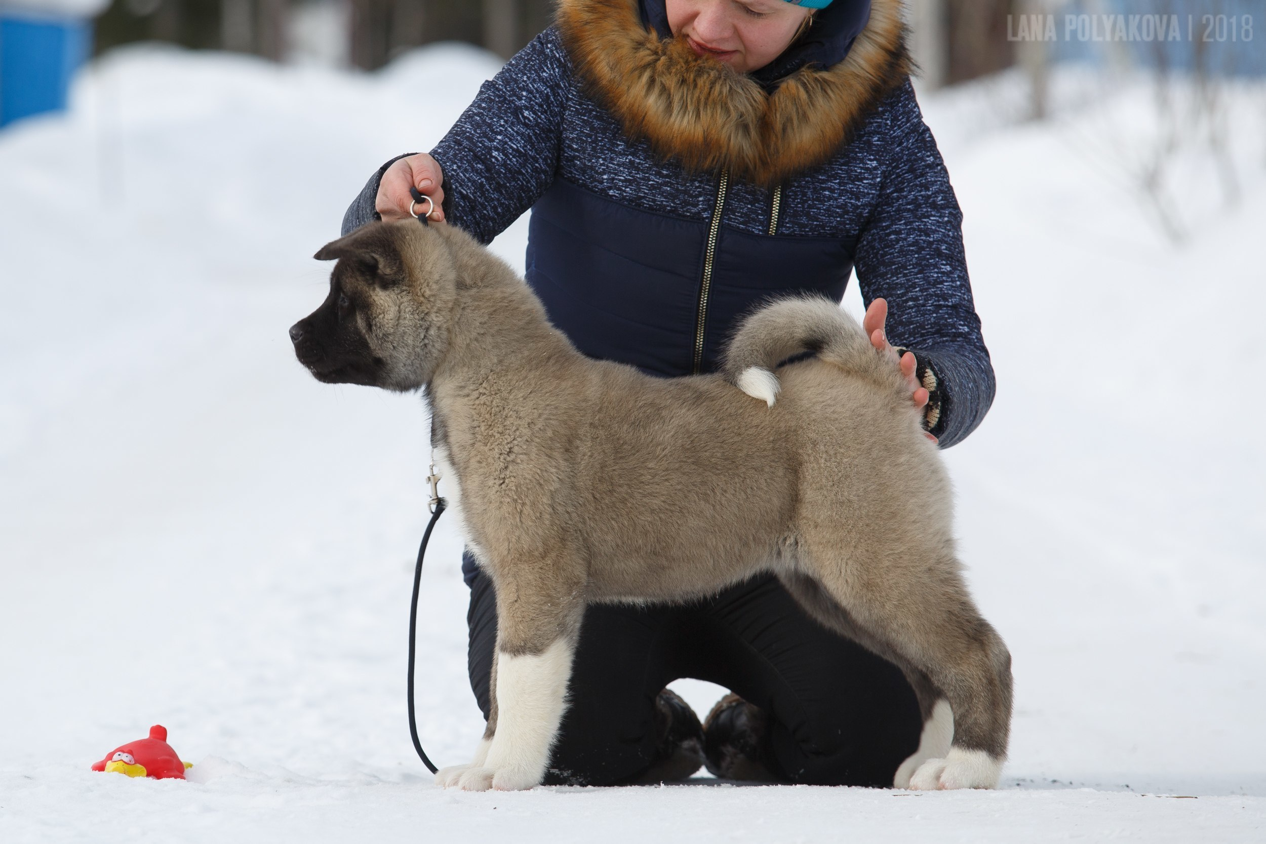 Щенки американской акиты питомник RUBYLIGHT