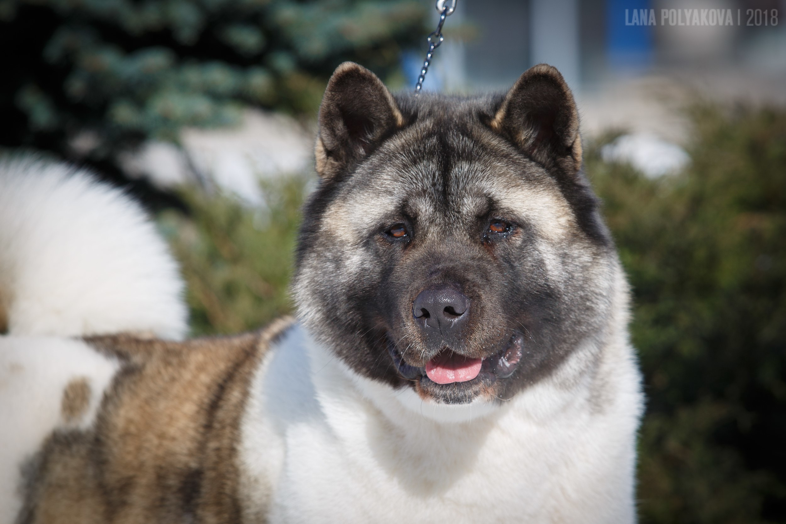 Лара * DANCING QUEEN, Американская акита Санкт-Петербург, питомник RUBYLIGHT