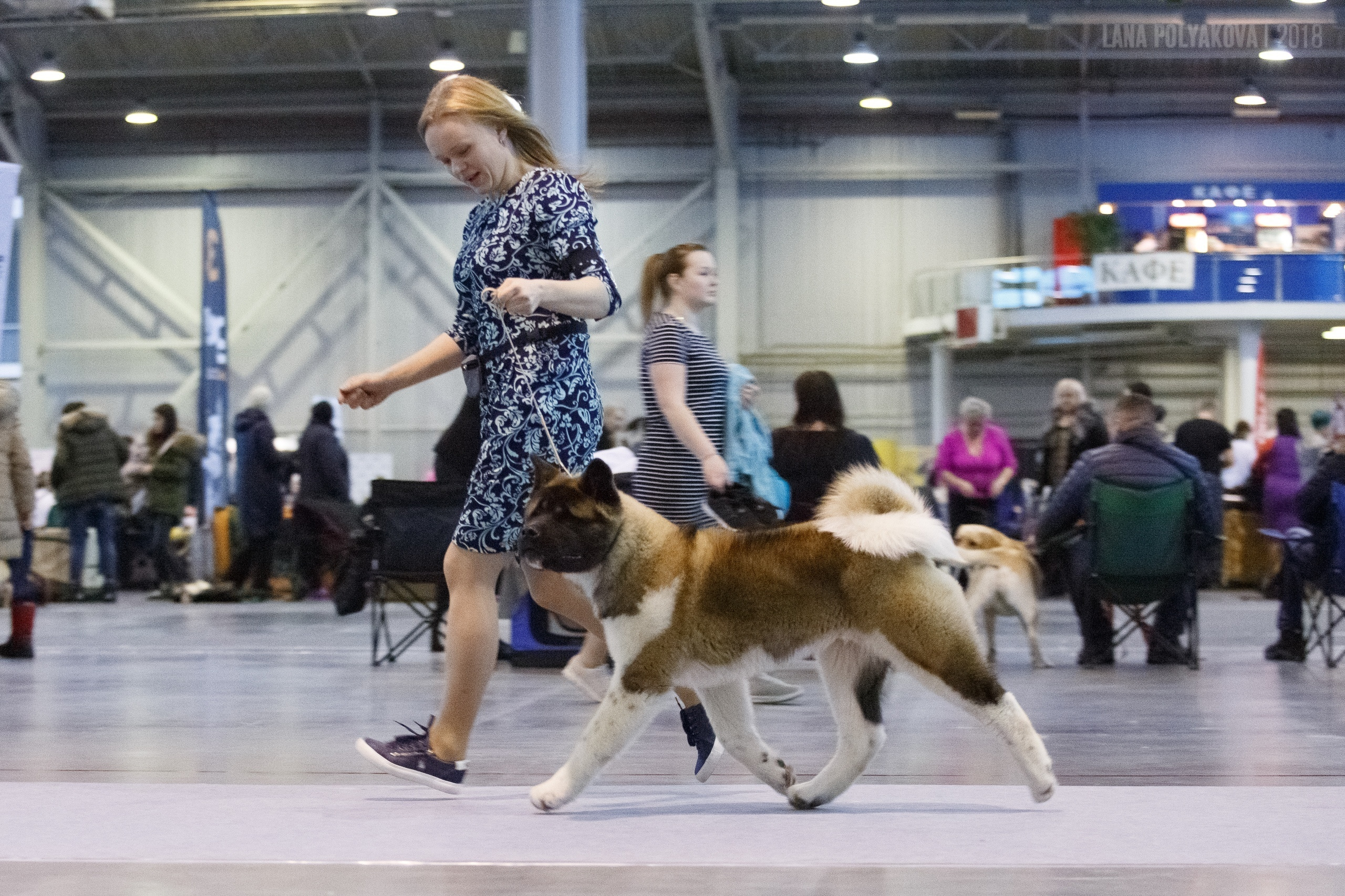 Американская акита Санкт-Петербург