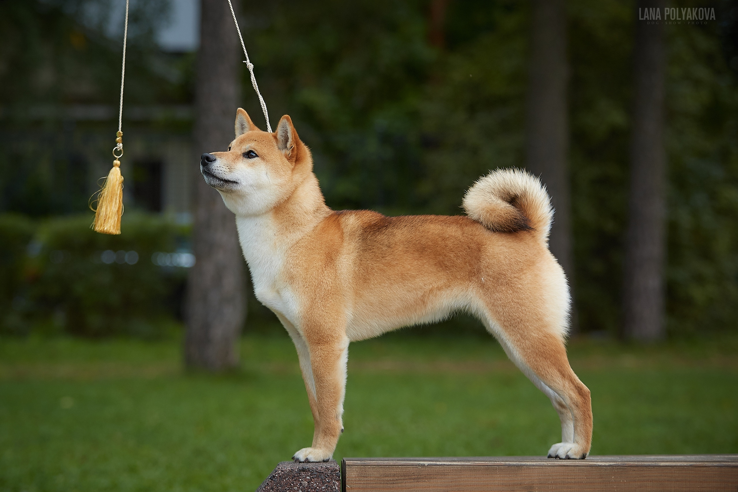 Сиба сиба-ину сибаину в Санкт-Петербурге
