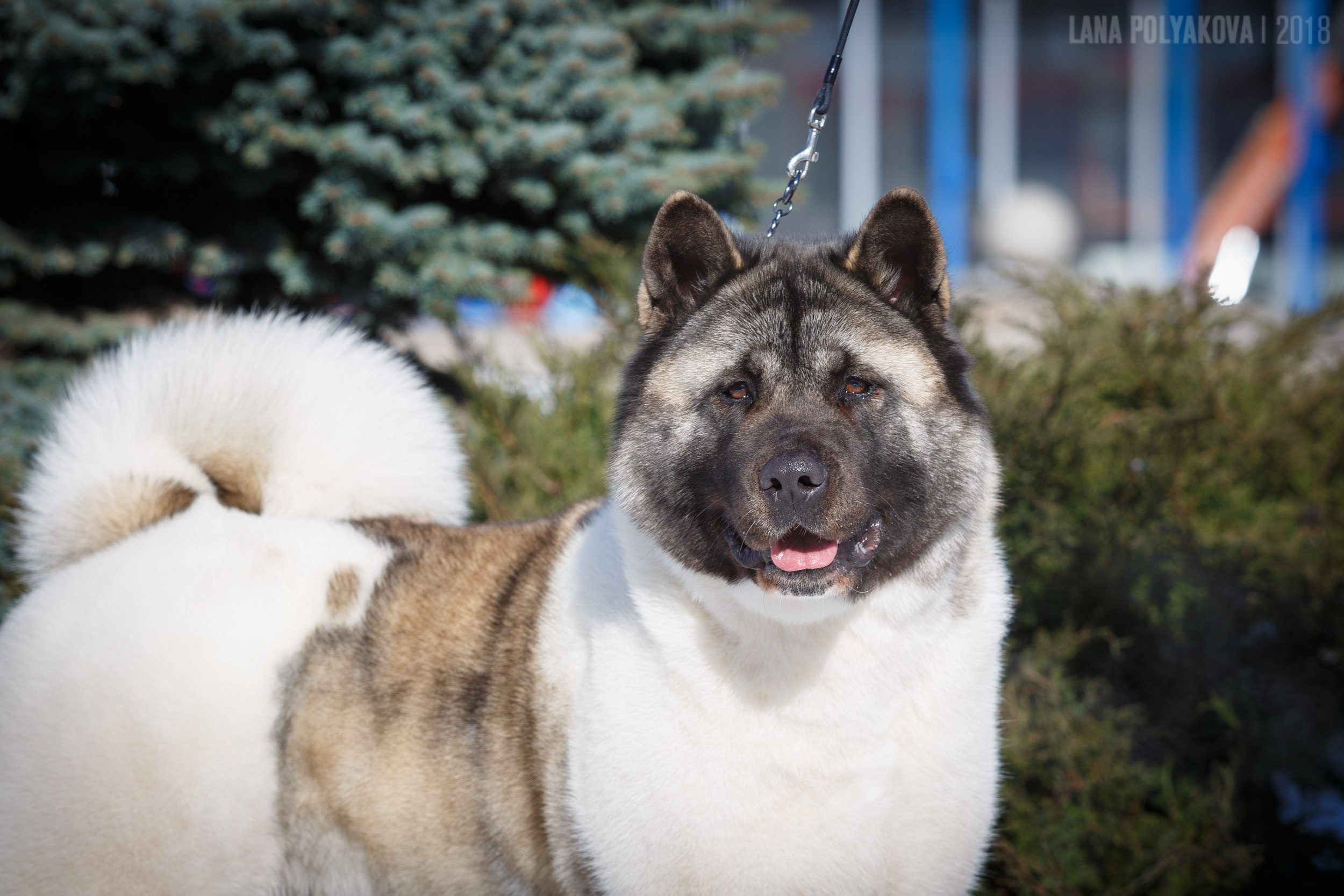 Лара * DANCING QUEEN, Американская акита Санкт-Петербург, питомник RUBYLIGHT