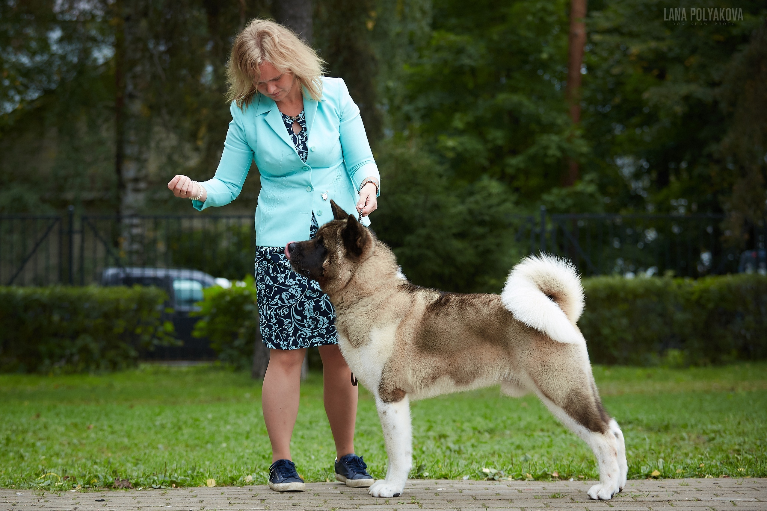 Американская акита Санкт-Петербург