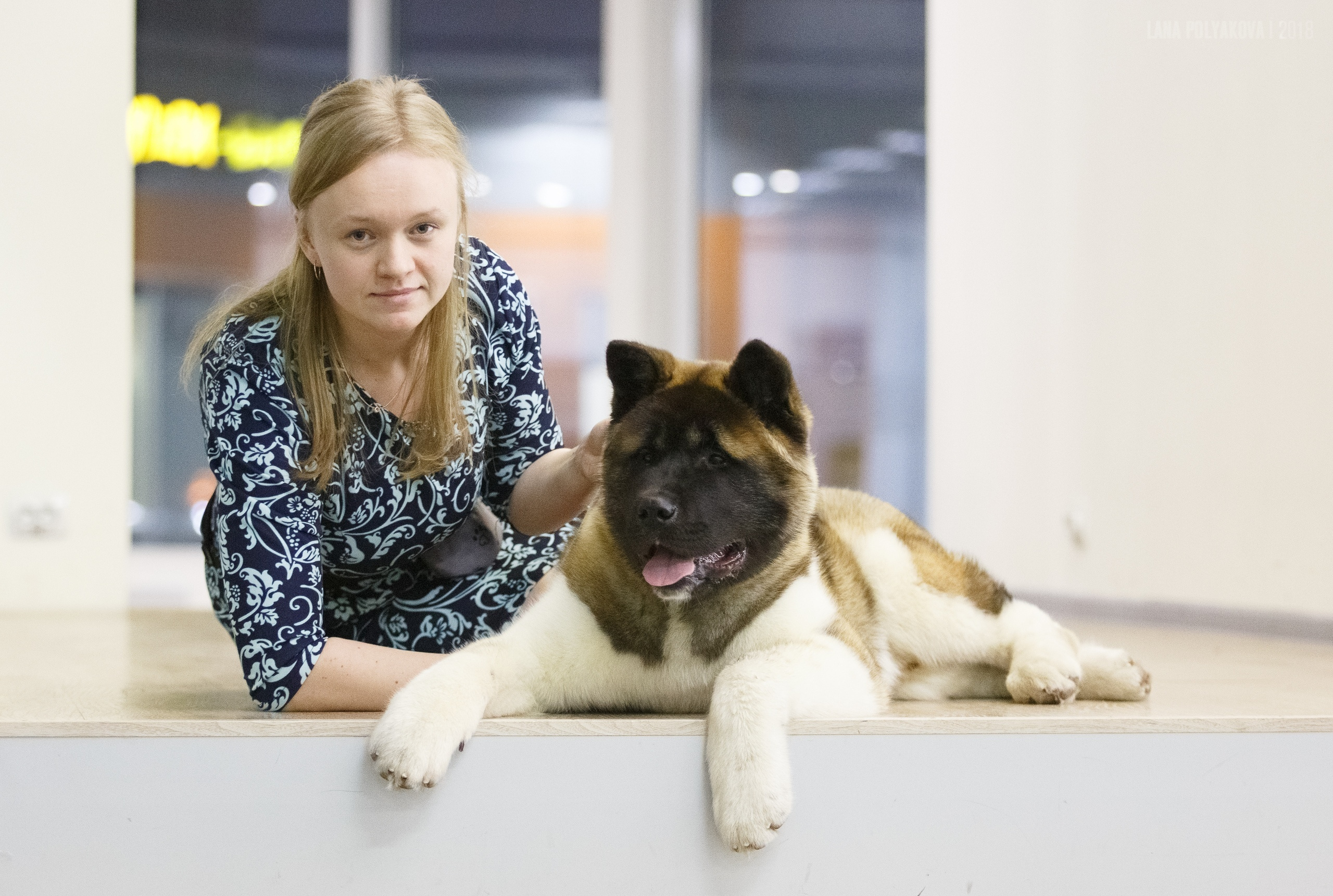 Американская акита Санкт-Петербург