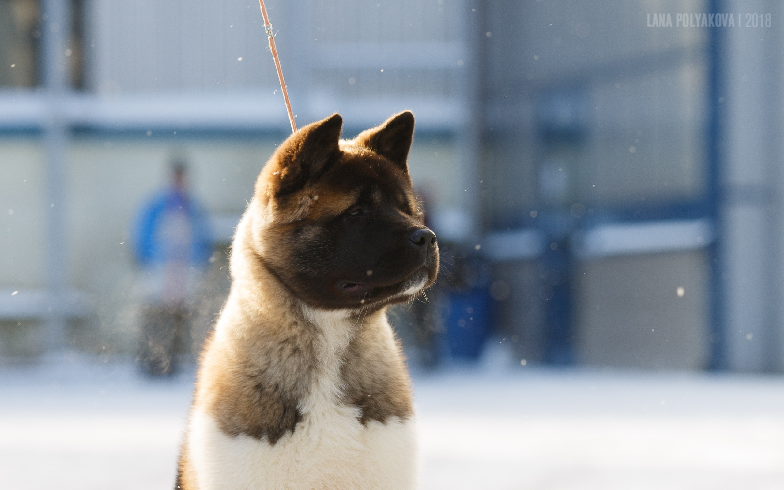 Американская акита Санкт-Петербург