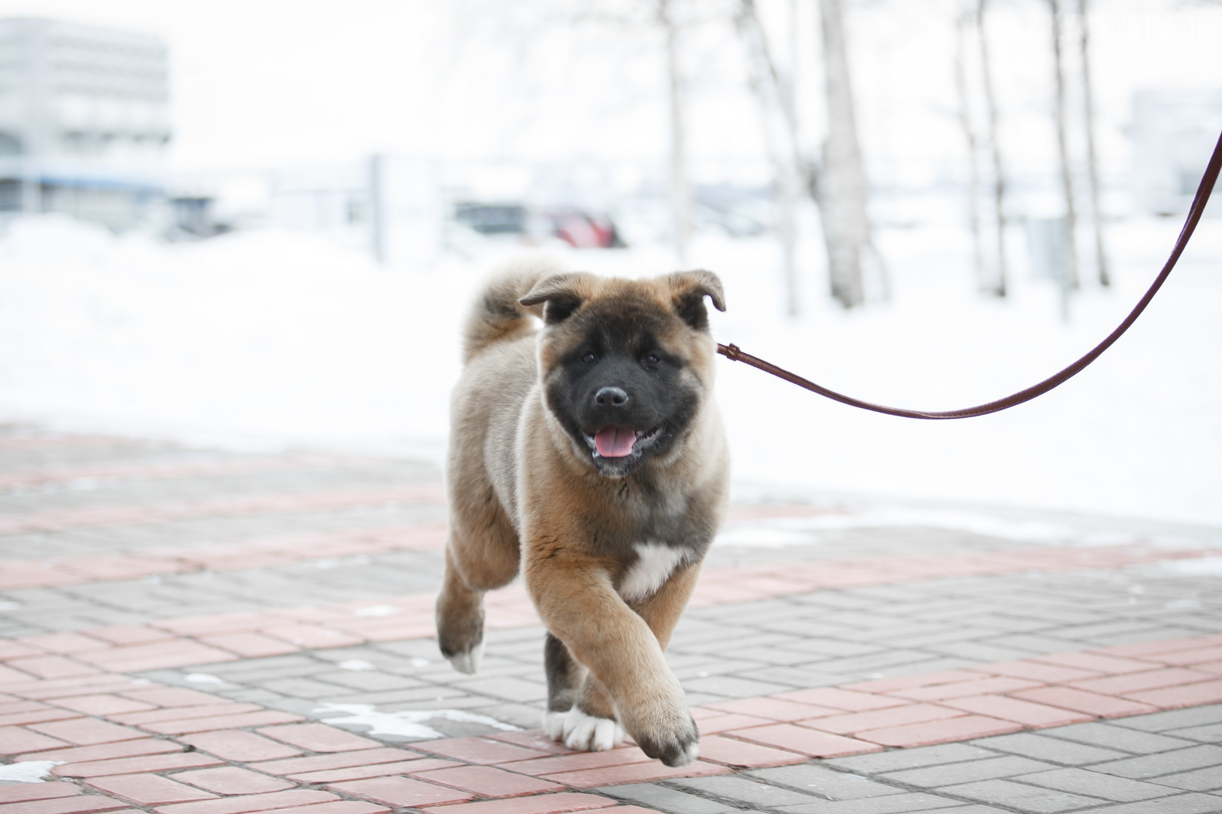 Щенки американской акиты