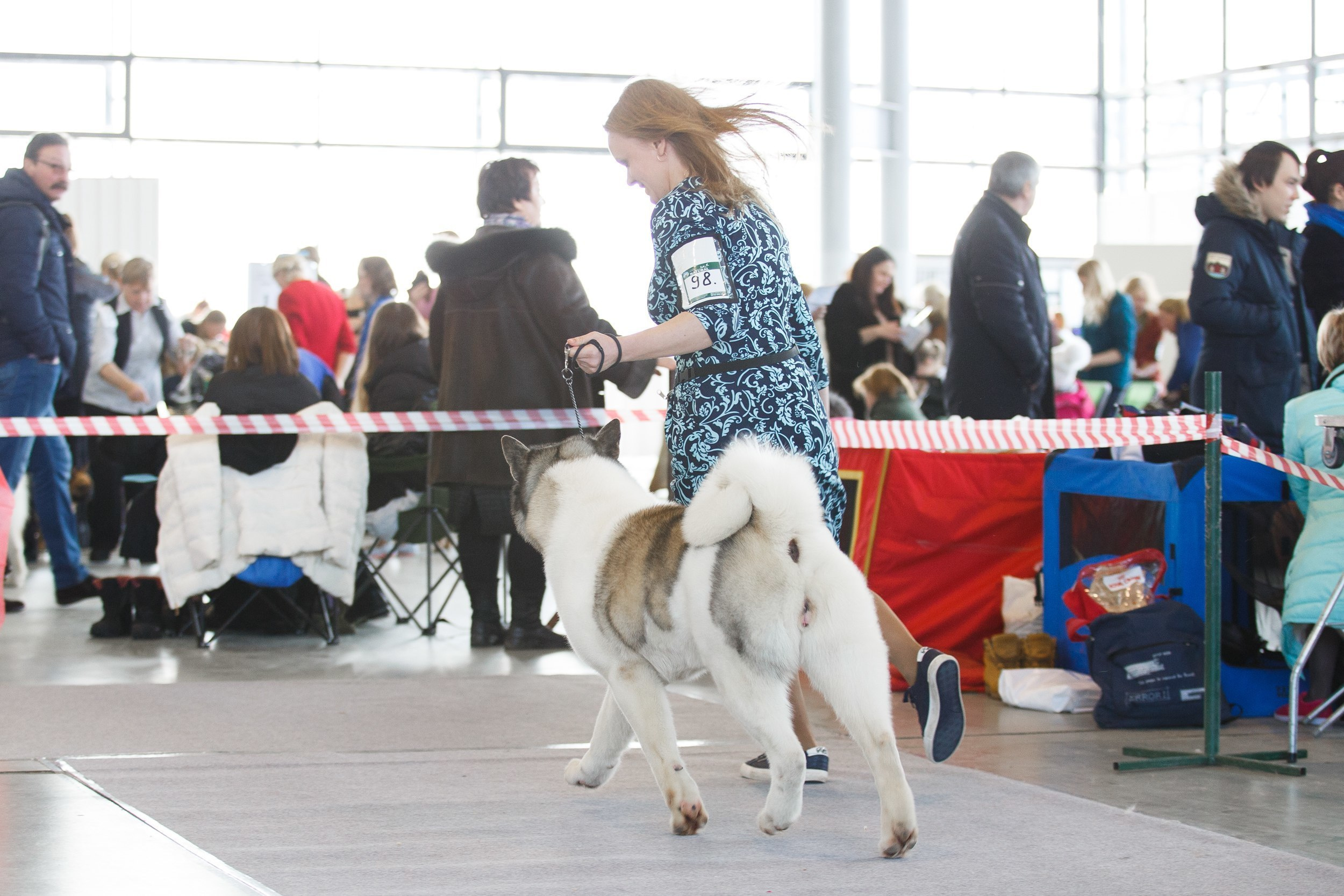 Американская акита Санкт-Петербург
