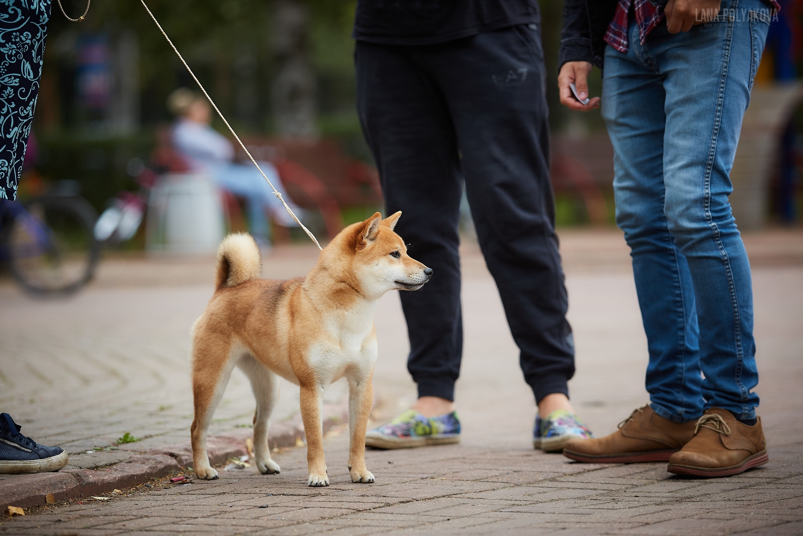 Сиба сиба-ину сибаину в Санкт-Петербурге
