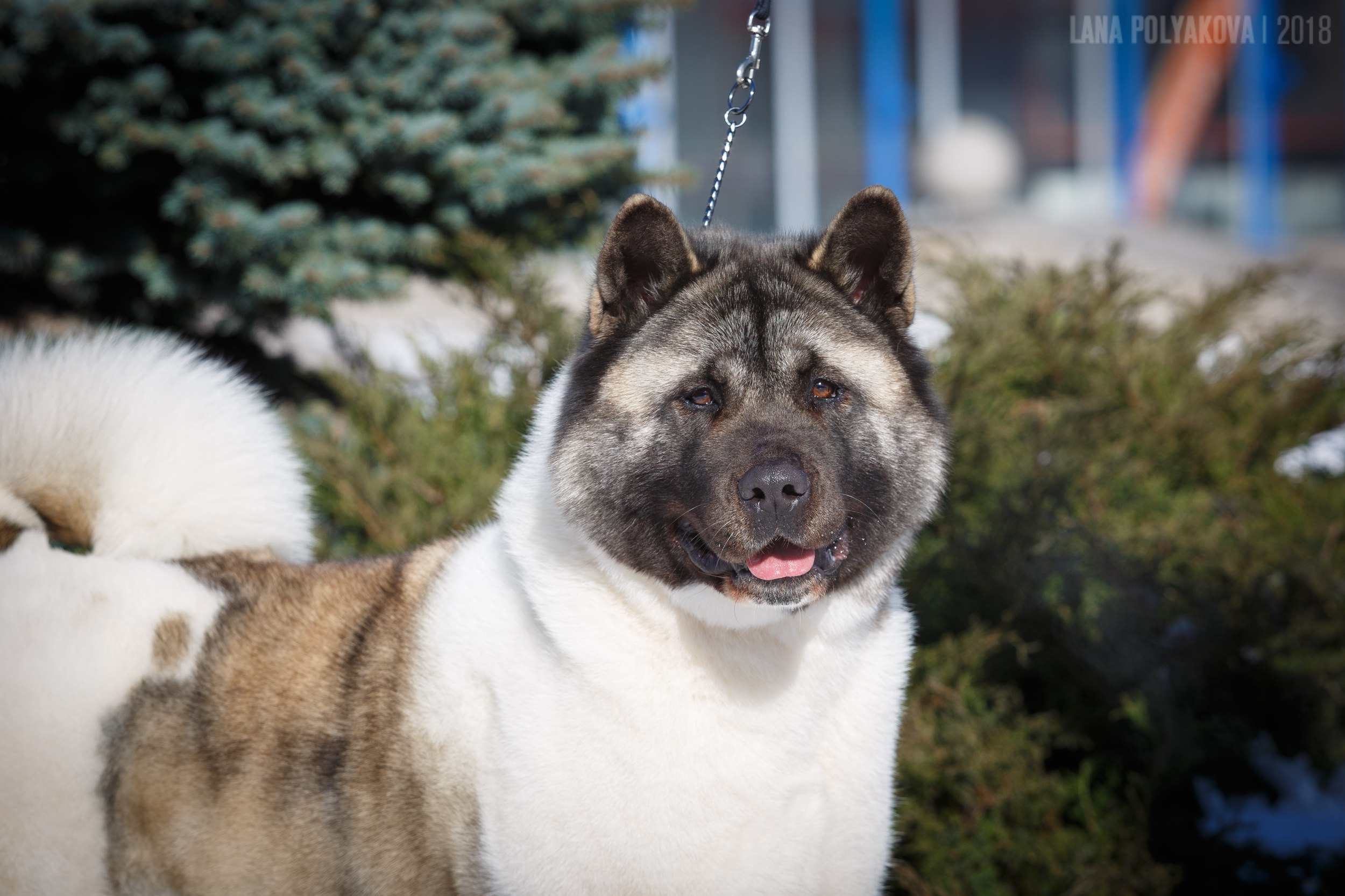 Лара * DANCING QUEEN, Американская акита Санкт-Петербург, питомник RUBYLIGHT