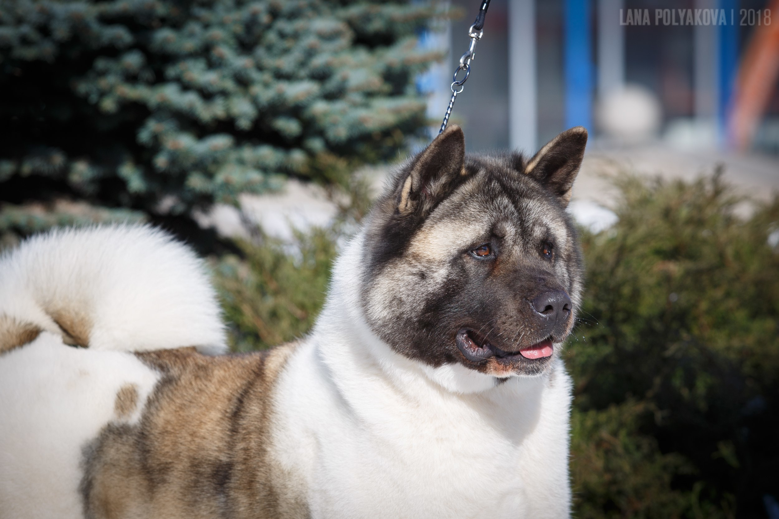 Лара * DANCING QUEEN, Американская акита Санкт-Петербург, питомник RUBYLIGHT