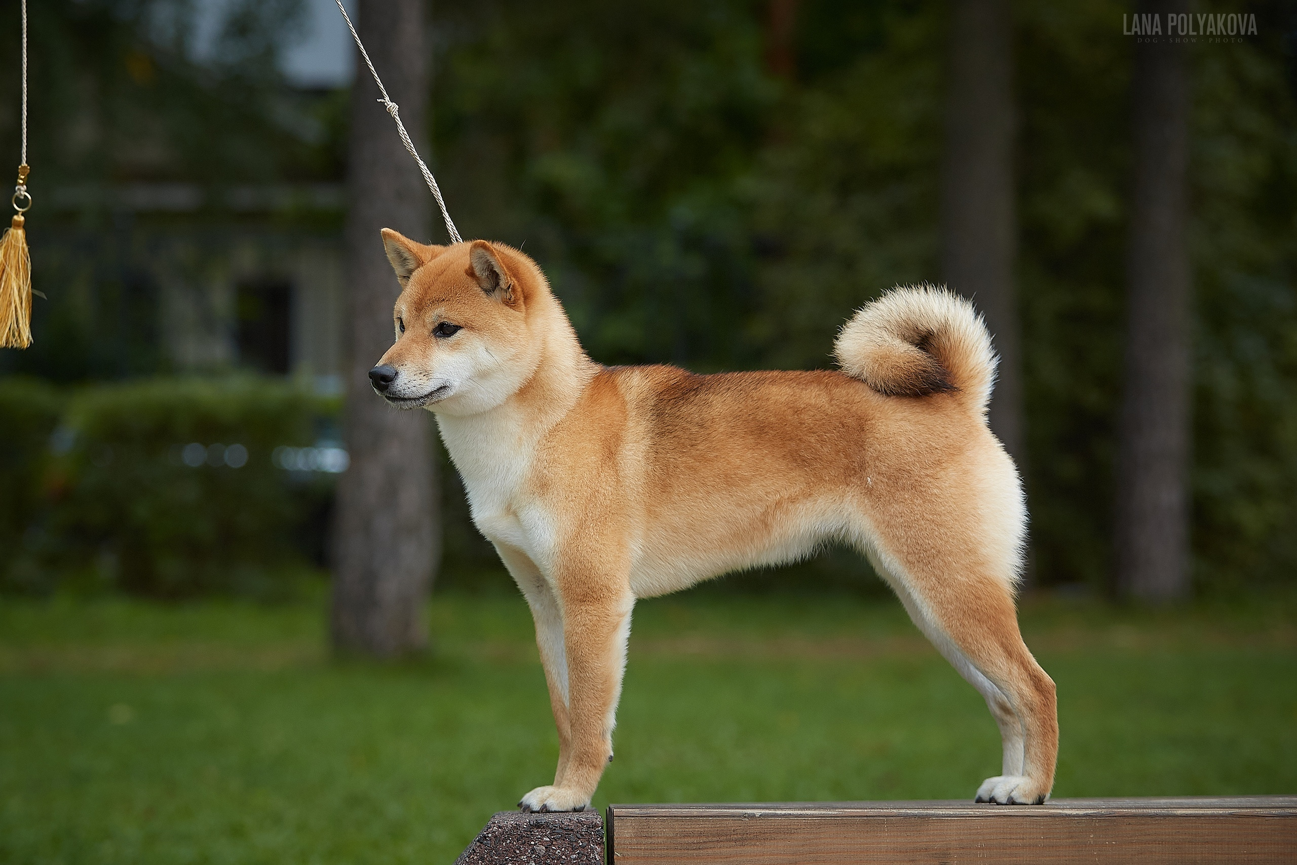 Сиба сиба-ину сибаину в Санкт-Петербурге
