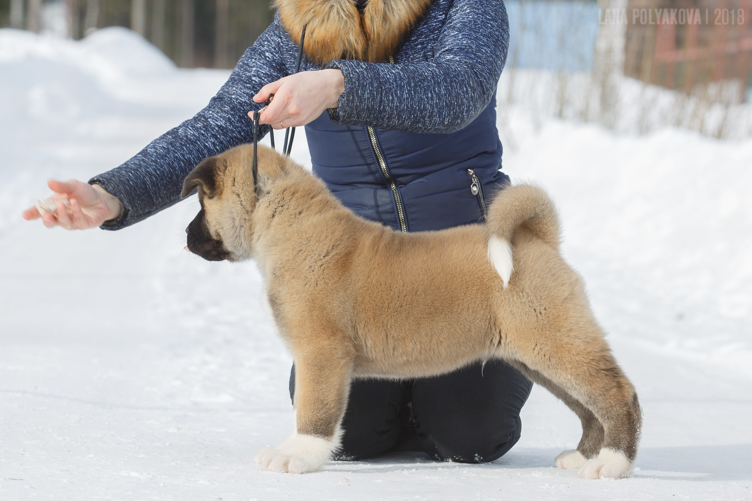 Щенки американской акиты питомник RUBYLIGHT