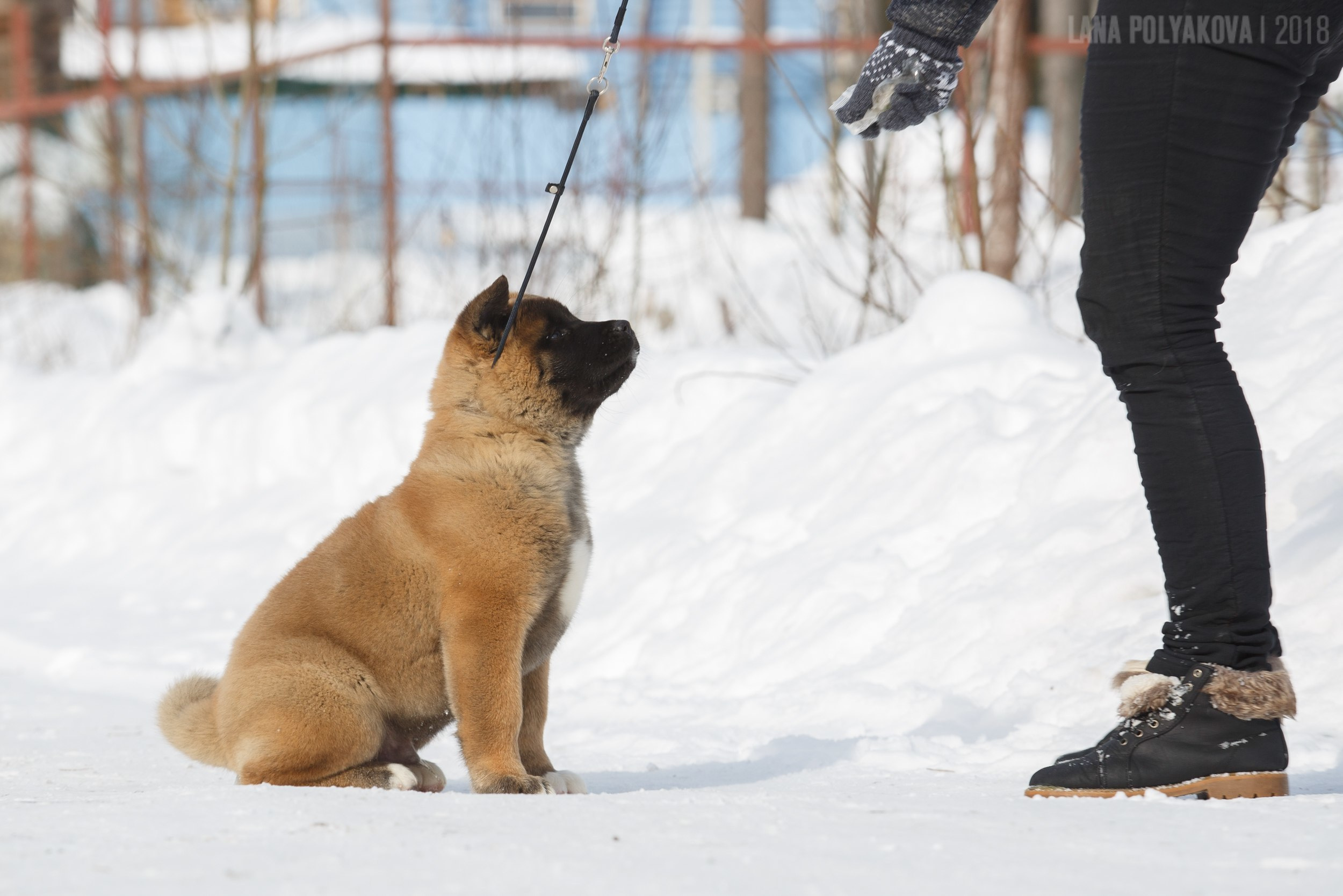 Щенки американской акиты