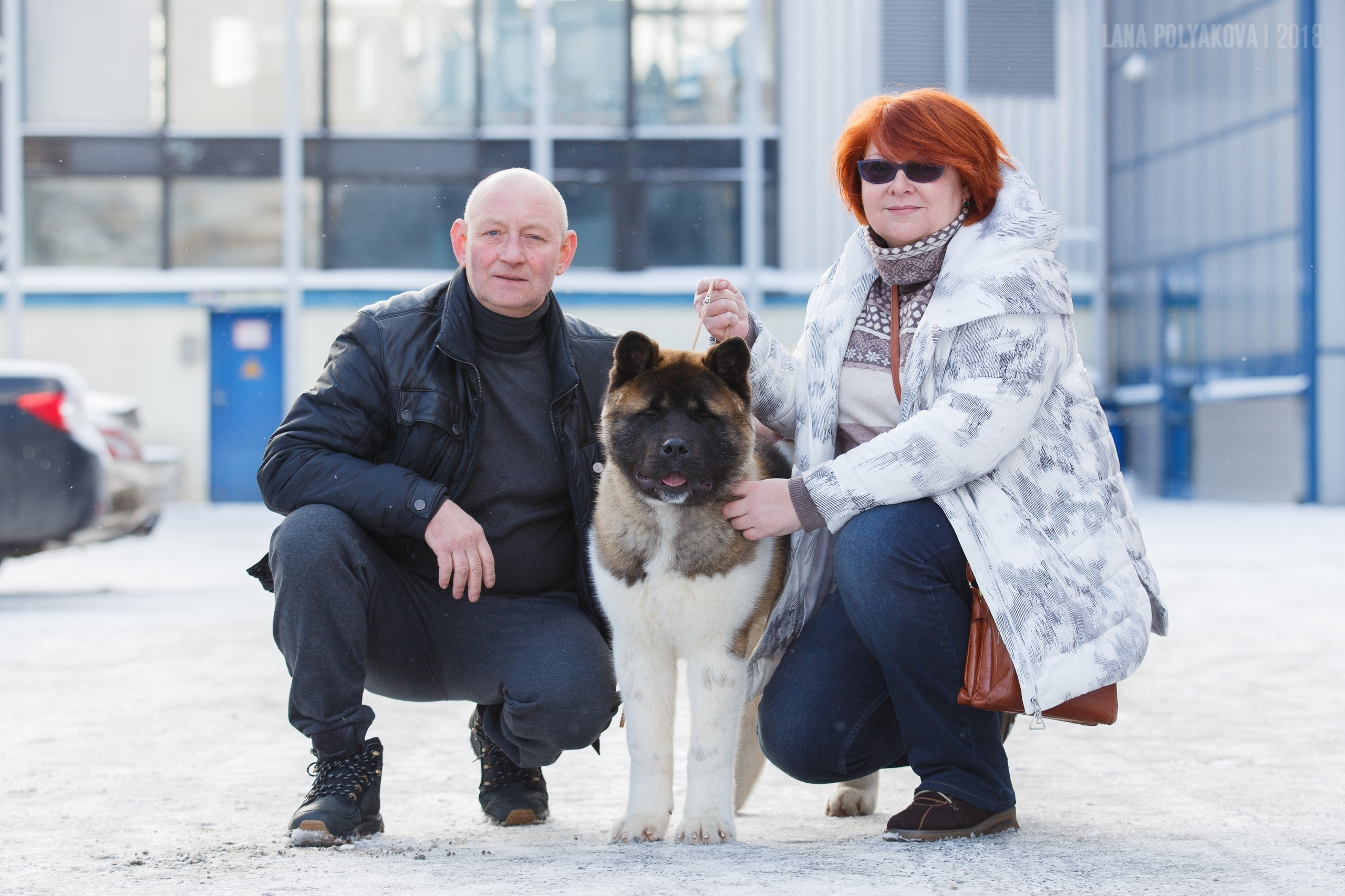 Американская акита Санкт-Петербург