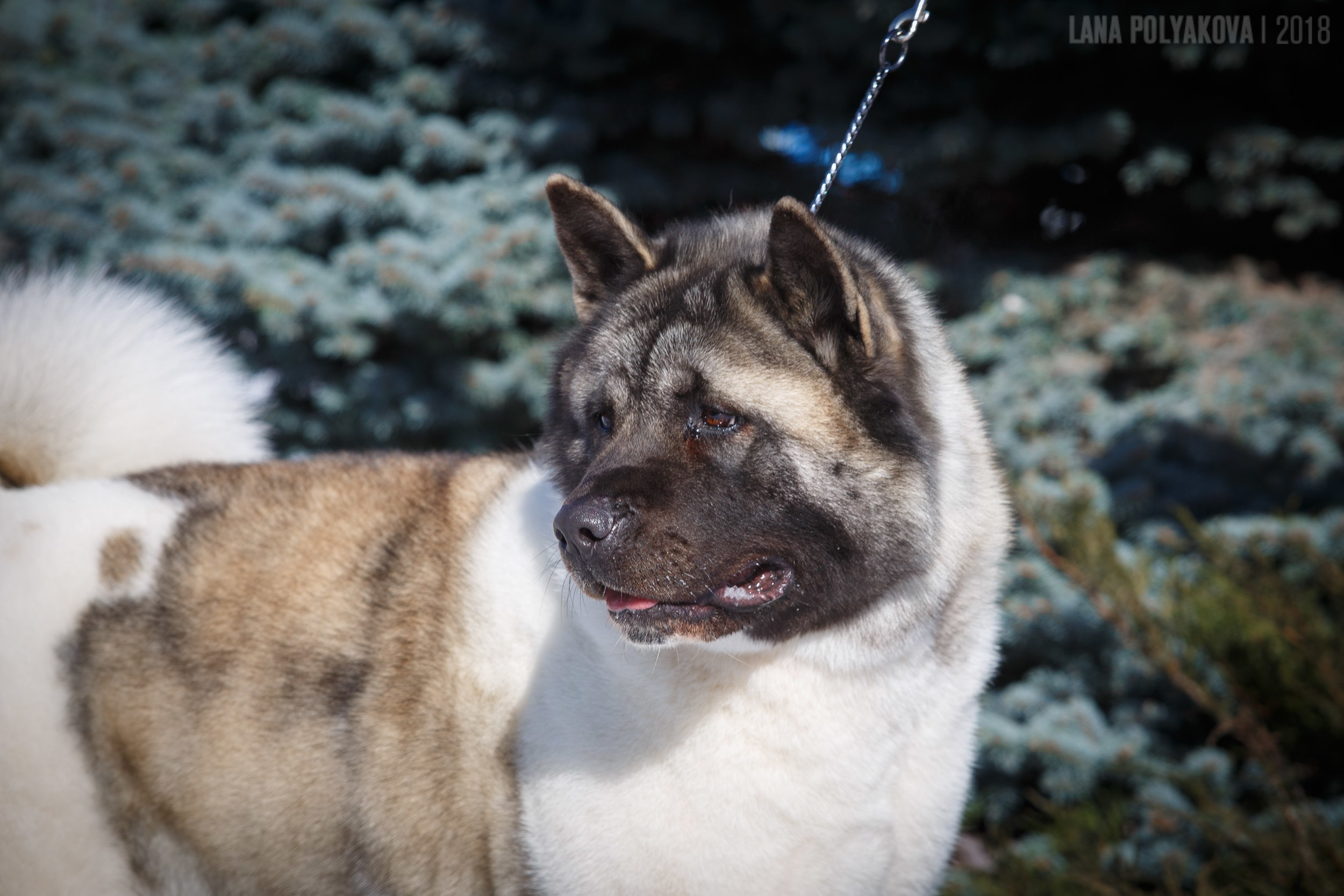 Лара * DANCING QUEEN, Американская акита Санкт-Петербург, питомник RUBYLIGHT