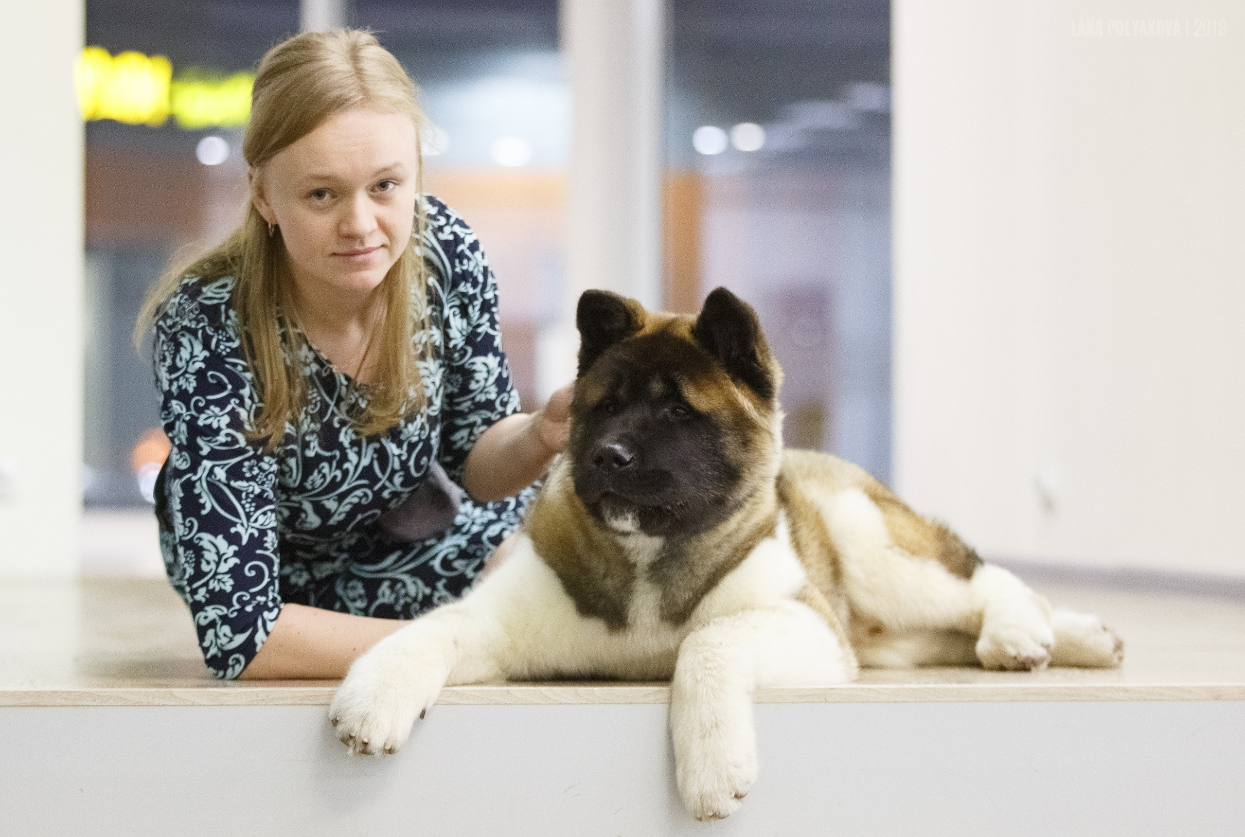 Американская акита Санкт-Петербург