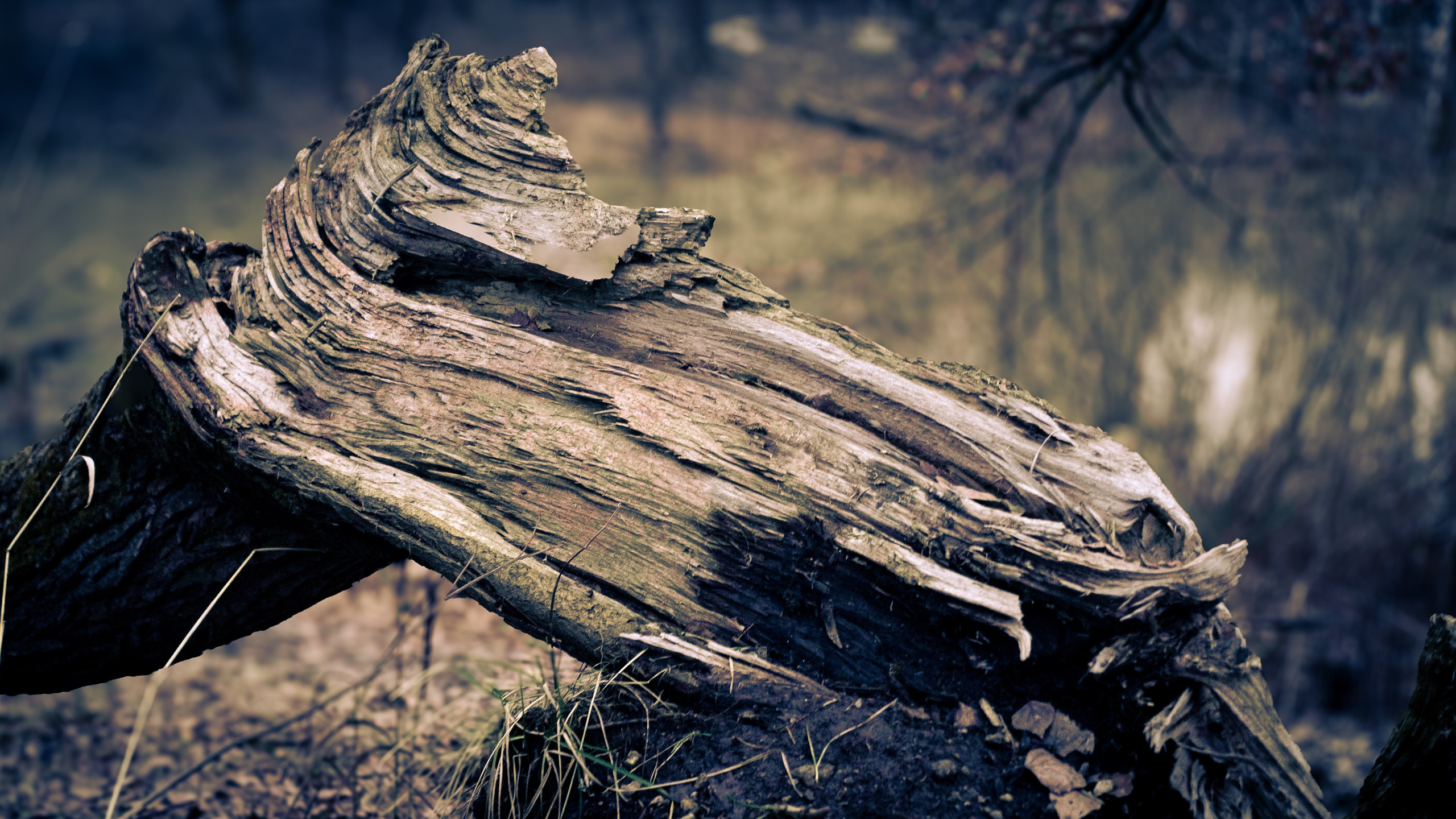 Сырость января 25-го. ПОБУДЬ ЗДЕСЬ И ЦЕЛЕЕ БУДЕТ ЭТОТ МИР