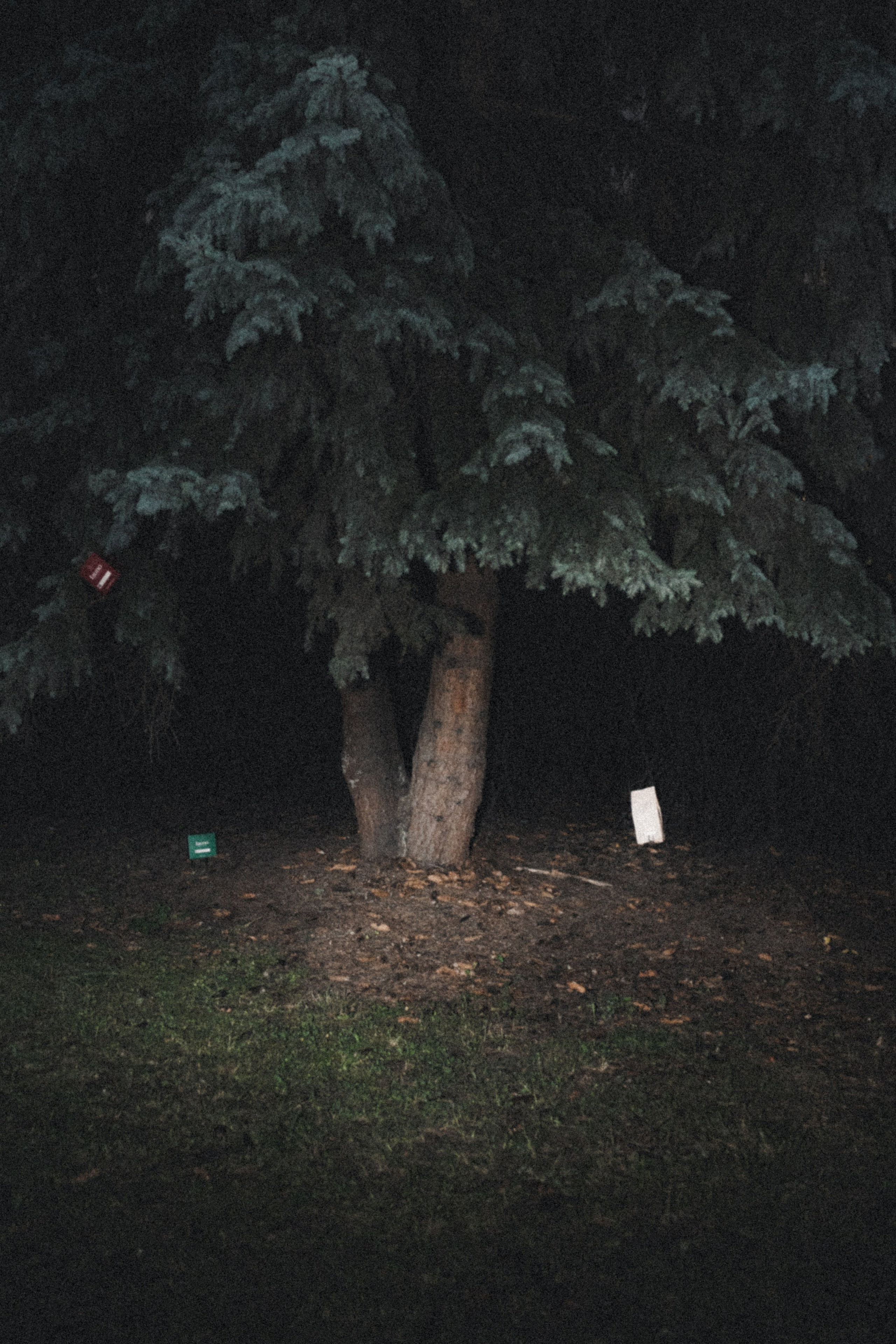 Fauno. Фотограф Илья К. в Москве