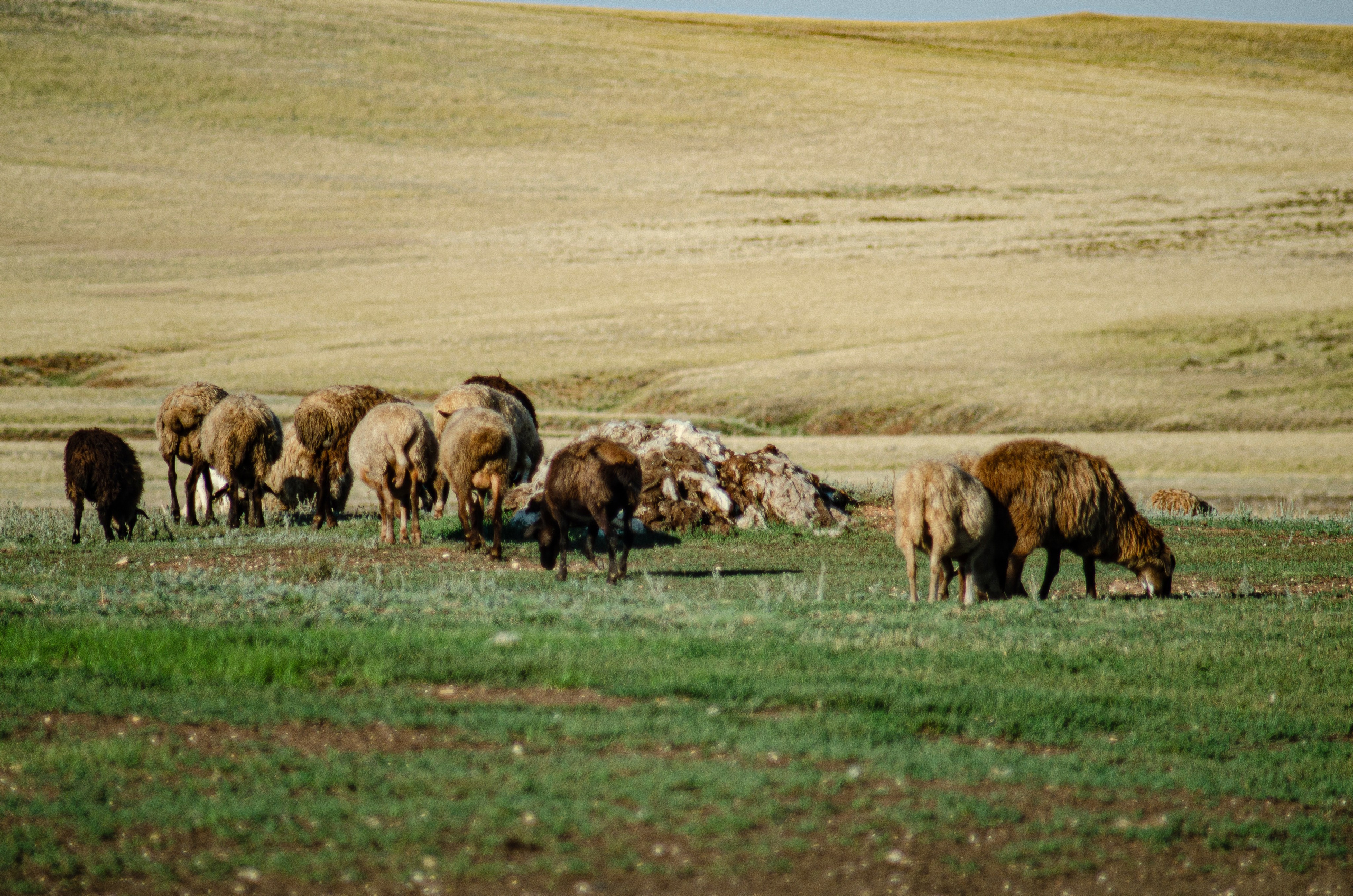 Птицы.Животные. Sreda fotoArt