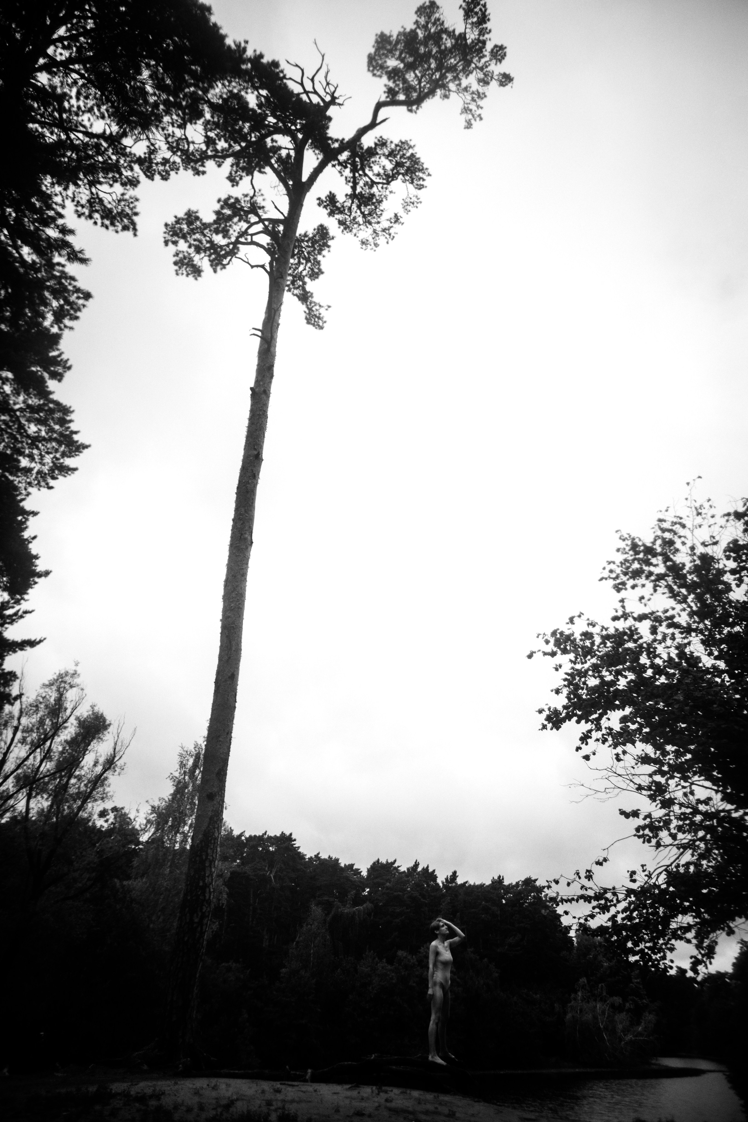 Сосны. Ольга Пилант. АРТ, бэкстейдж, свадебная и семейная фотография, городской портрет, интерьерная фотография