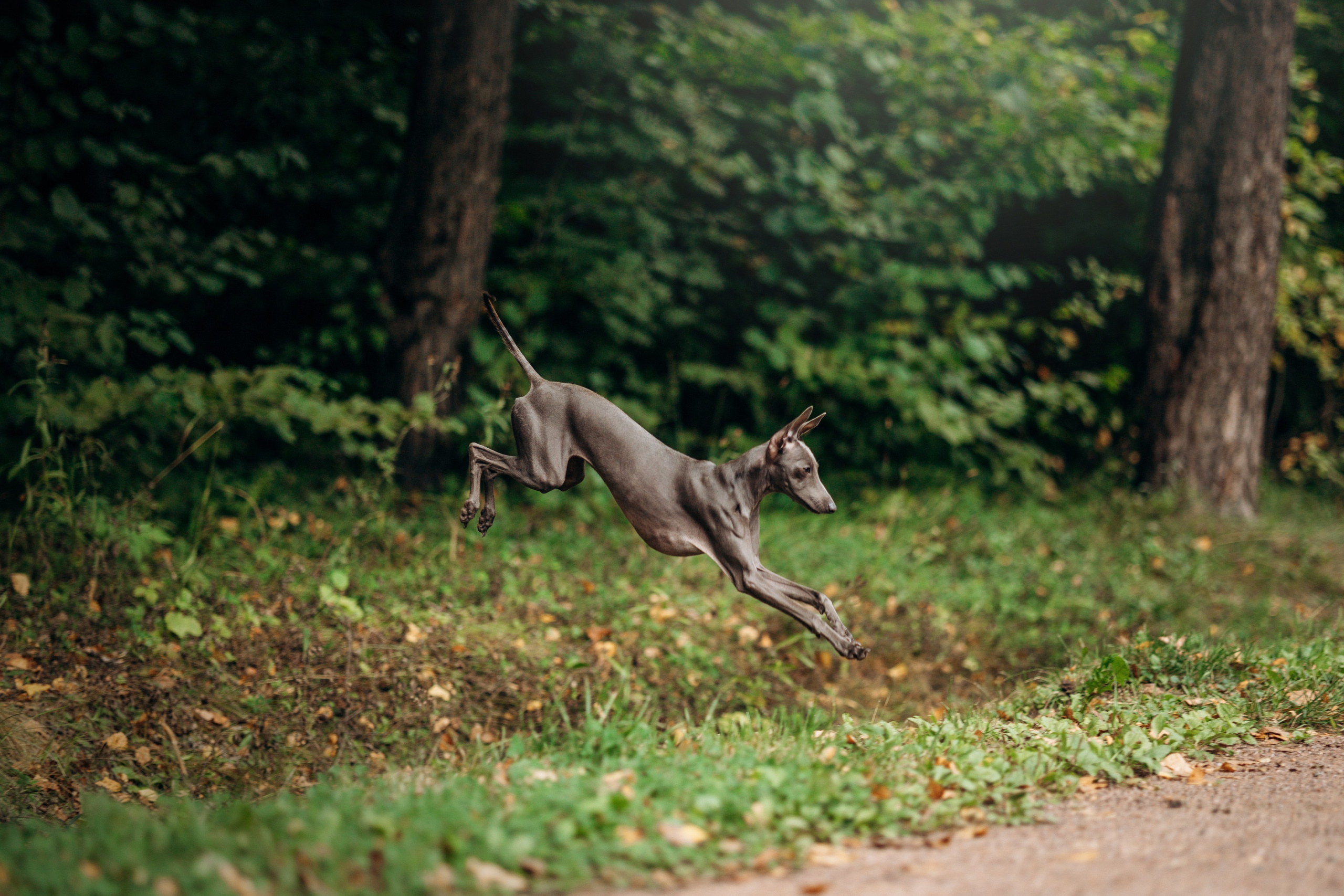 Лучик и ее семья. Фотограф — Анималист | Санкт-Петербург
