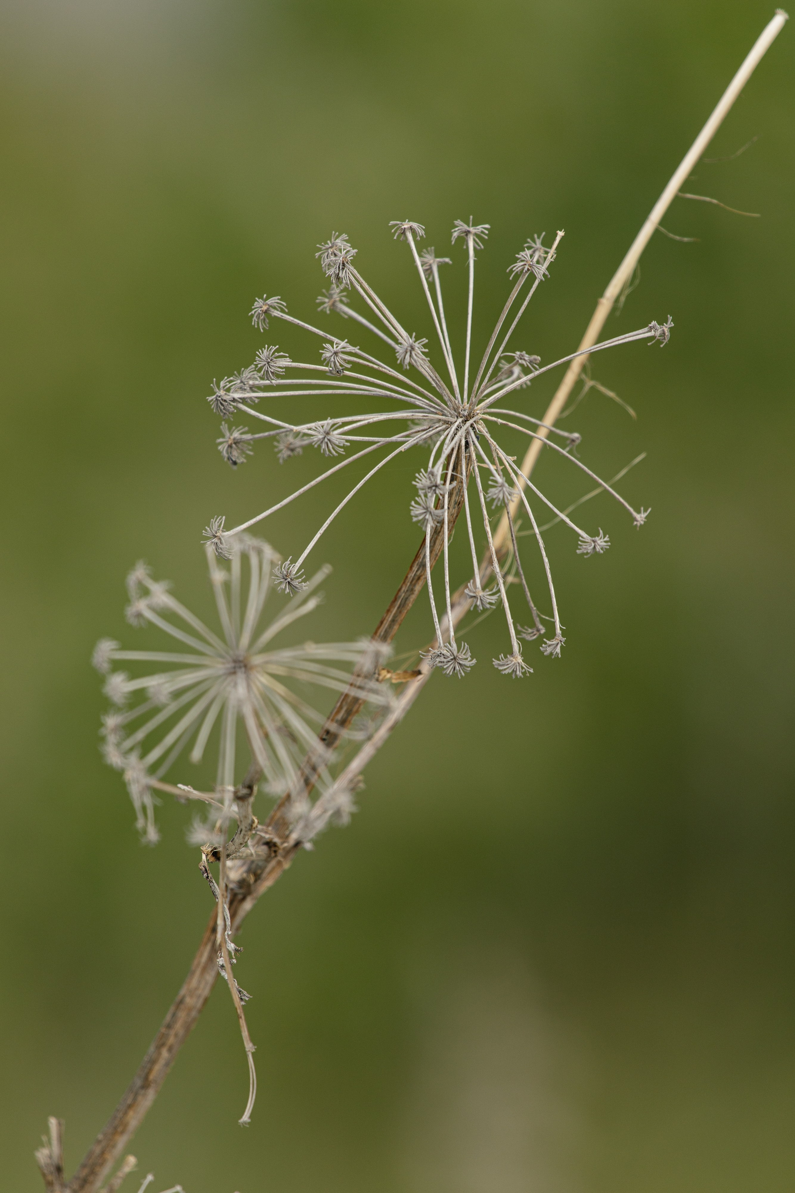Казахстан. Фотограф Кирилл Мешков Кемерово