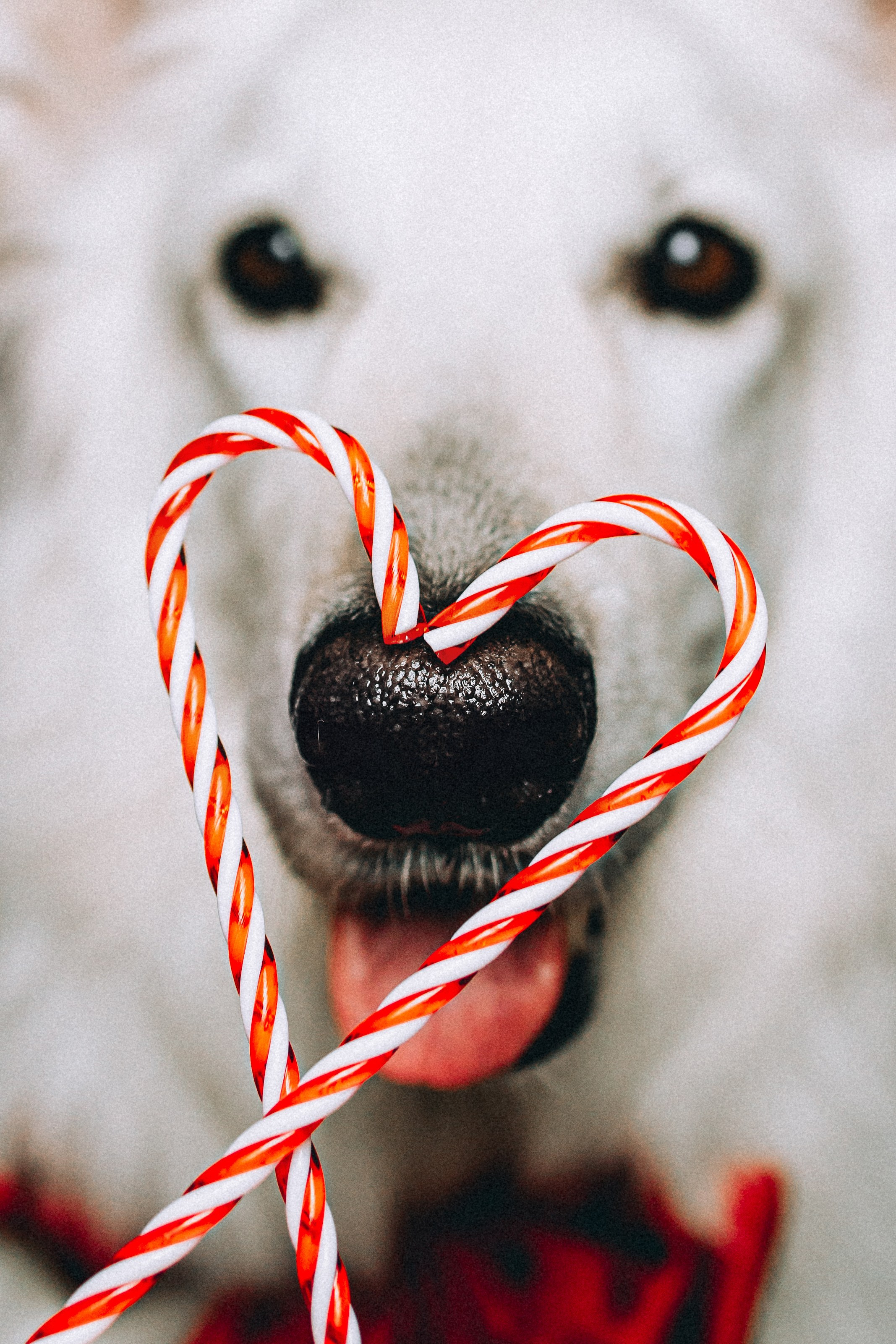 Джек, Бет и Кову