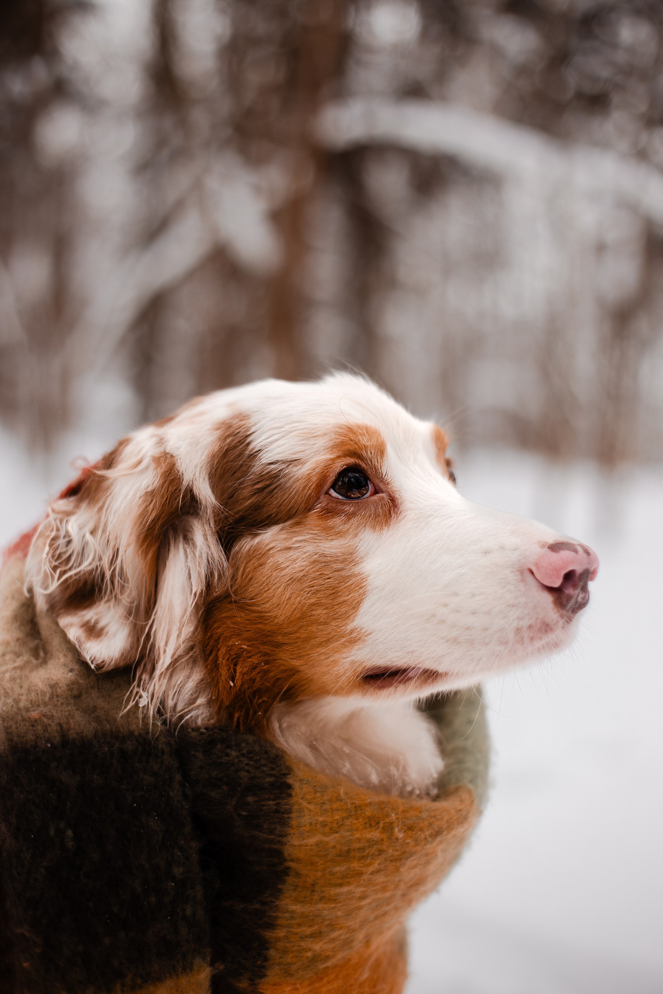 Юля и Ума. Фотограф-анималист Мария Баркевич | Москва