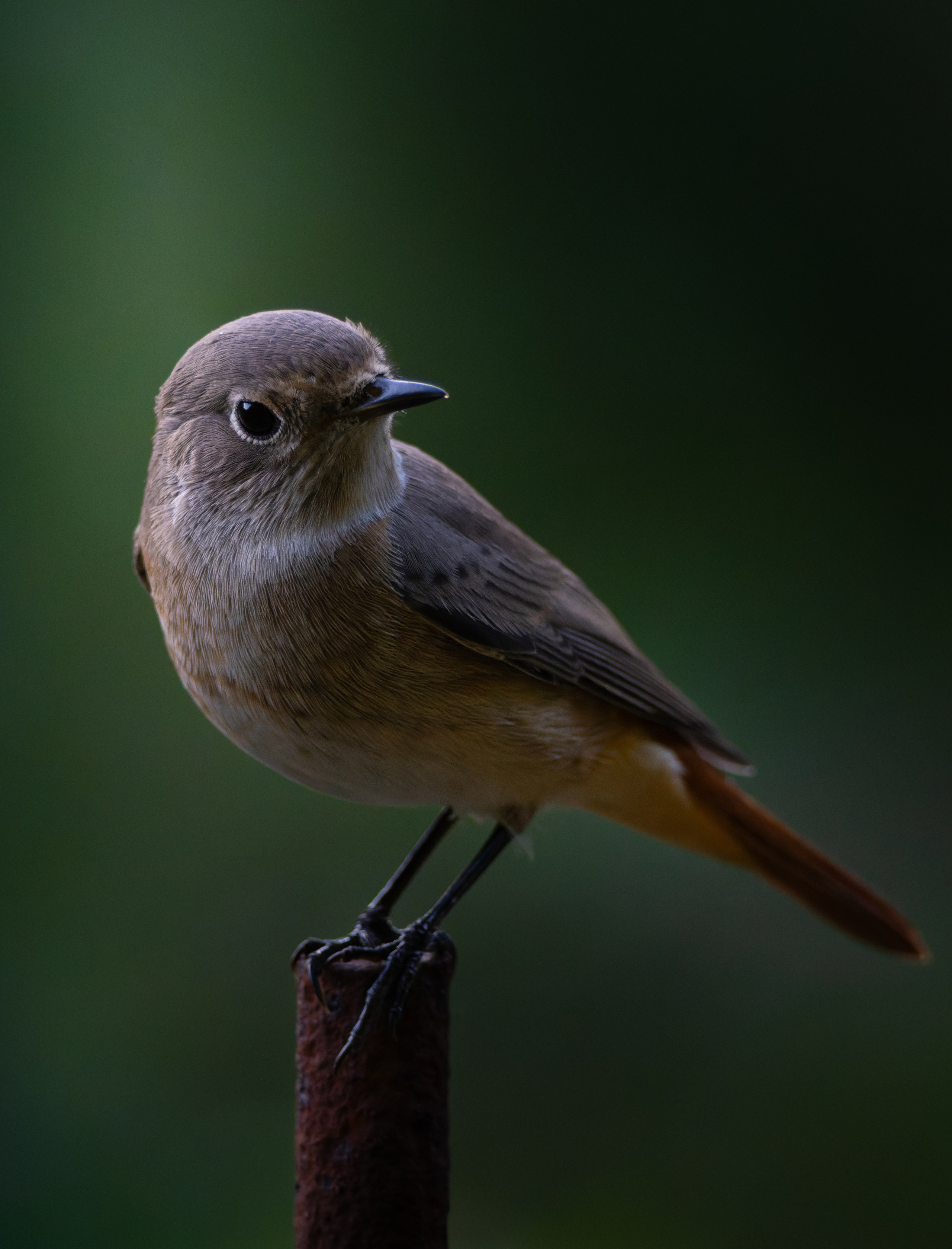 Птицы и животные. Oles Paritskiy