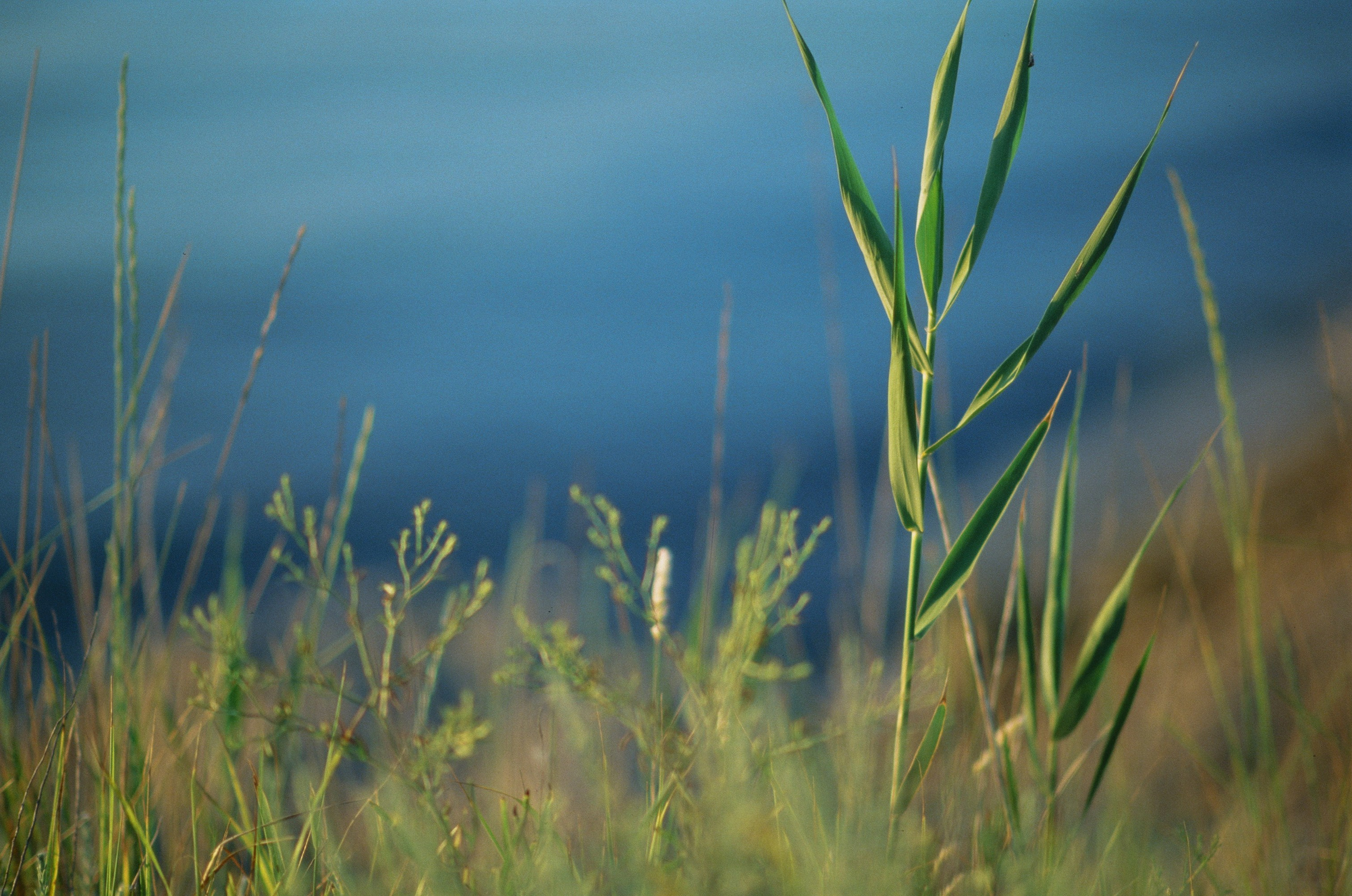 Dig it // ukraine, crimea V. EVER EXPOSED