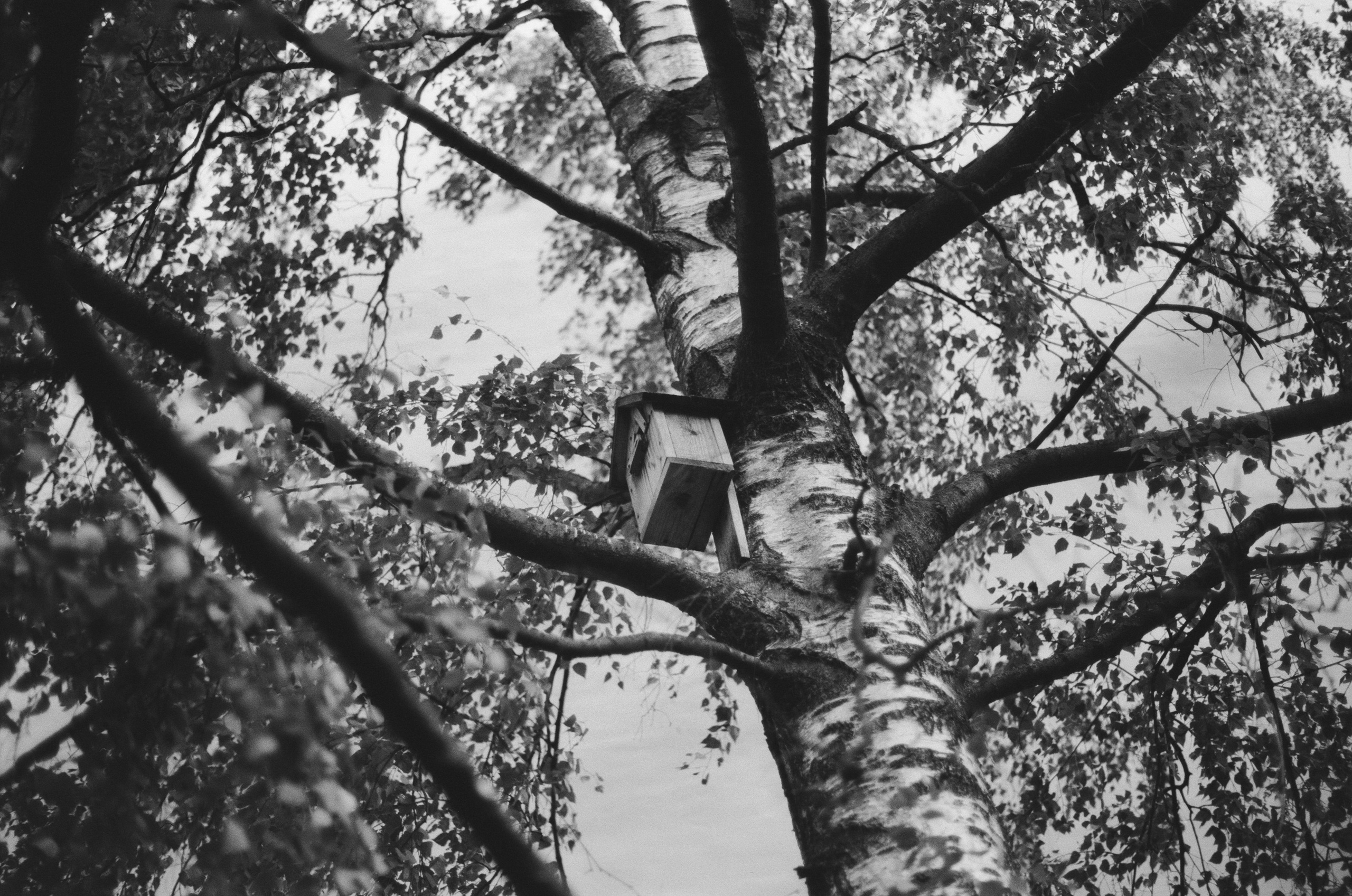 Black dog petersburg // st.-petersburg II. EVER EXPOSED