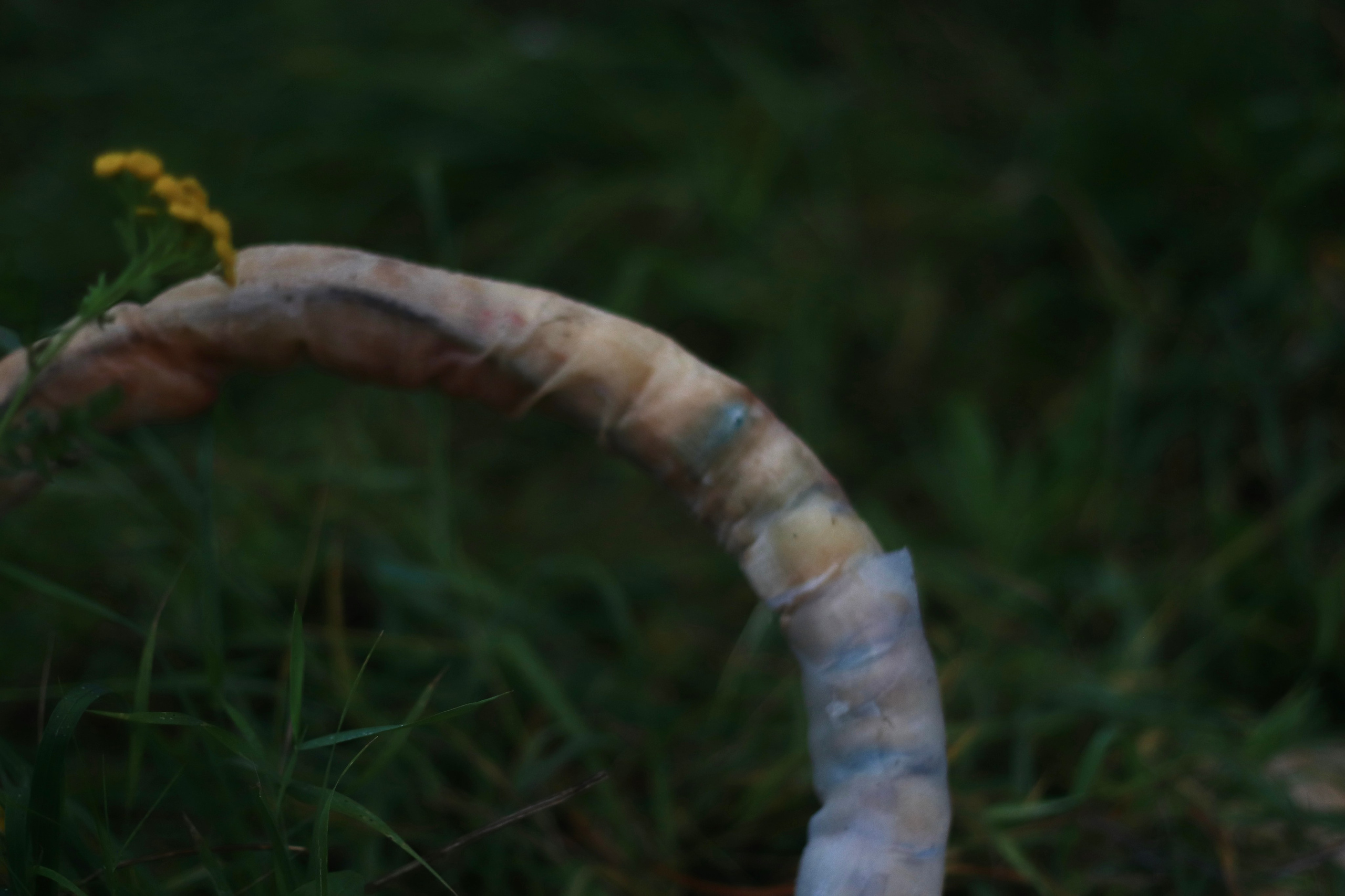 Эволюция непрерывно идет под знаком приспособления: инсталляция. Художница Софья Григорьева