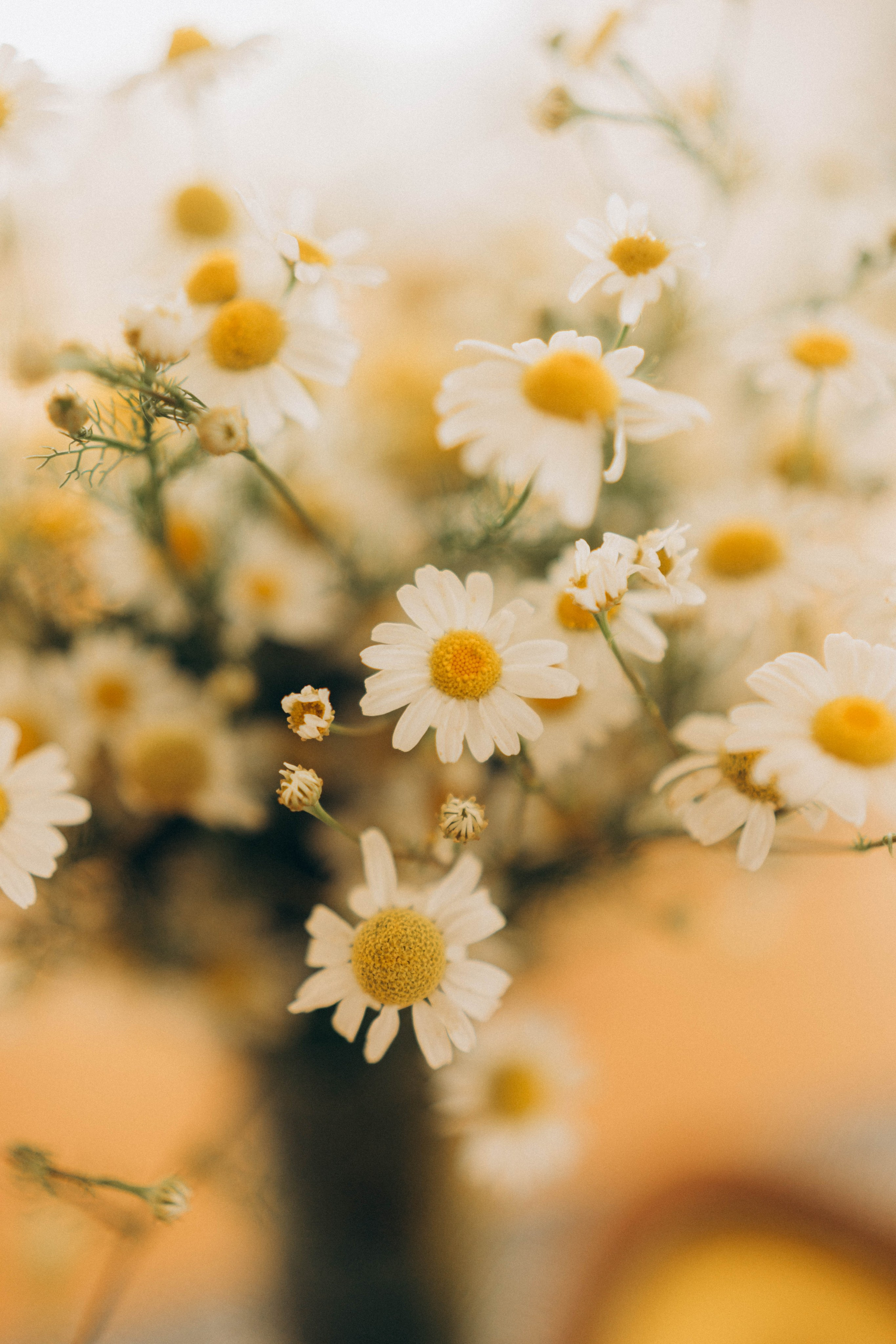 Лера, Антон, Алиса, Моника. Семейный фотограф в Краснодаре