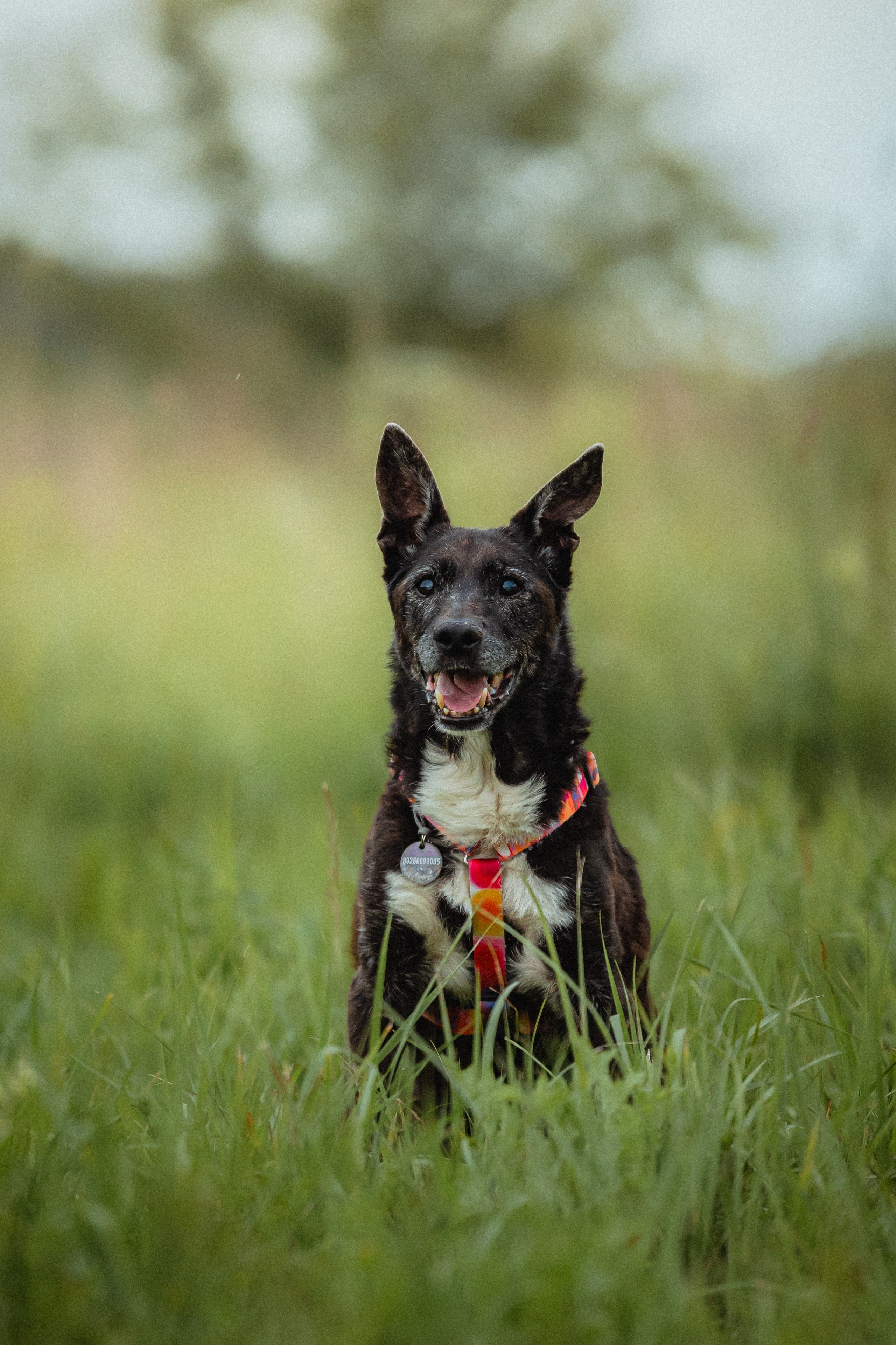 Выездной дог-тренинг от школы «Шерсть имею»