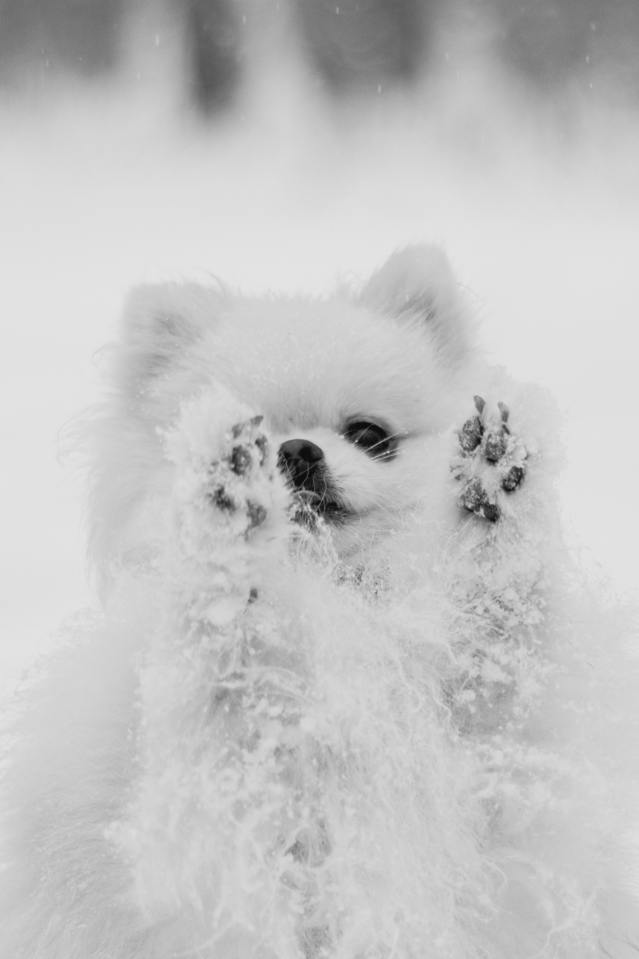 Лера, её мама и Саймон. Фотограф в Тюмени Лизавета Сапицкая