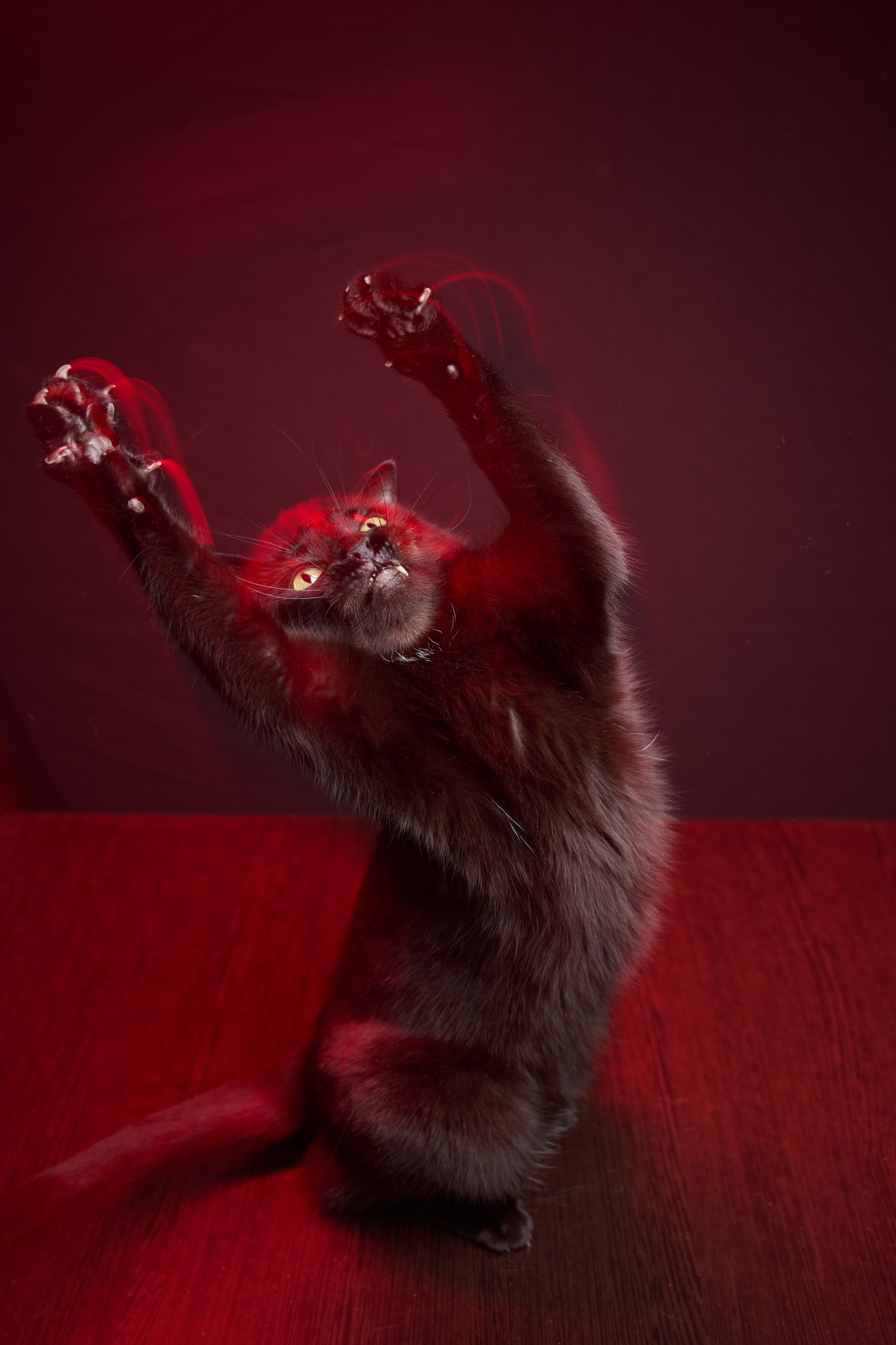 Идеи фотосессии с кошкой в студии и дома — фотограф животных СПб