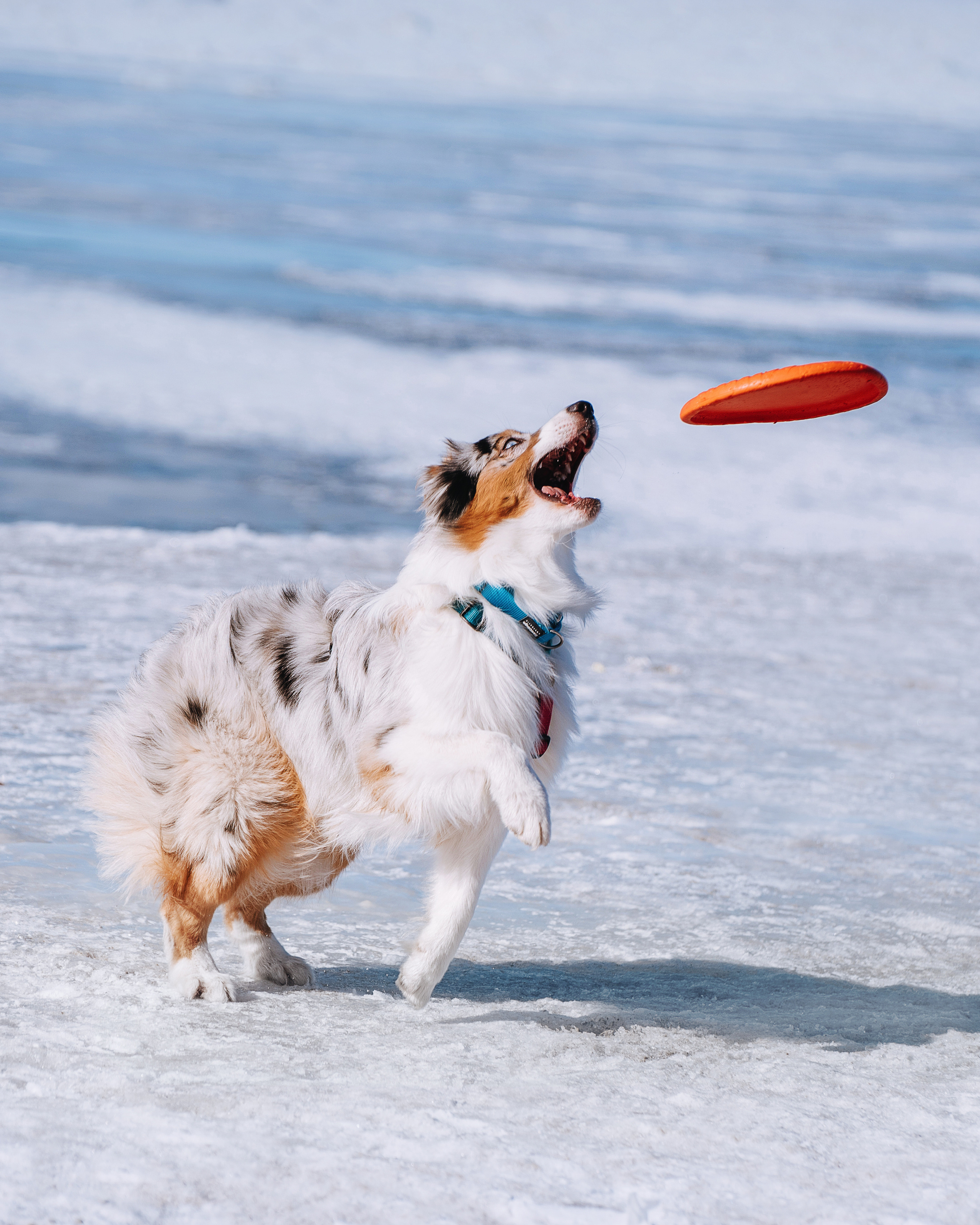 Аусси Киви и Аля. Портфолио