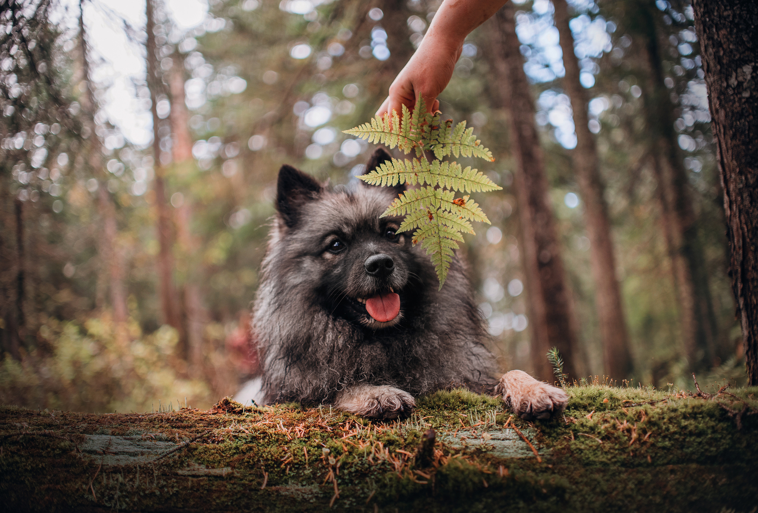 Амут: кеесхонд Верона, малинуа Бэрри, Юля и Леша. Портфолио