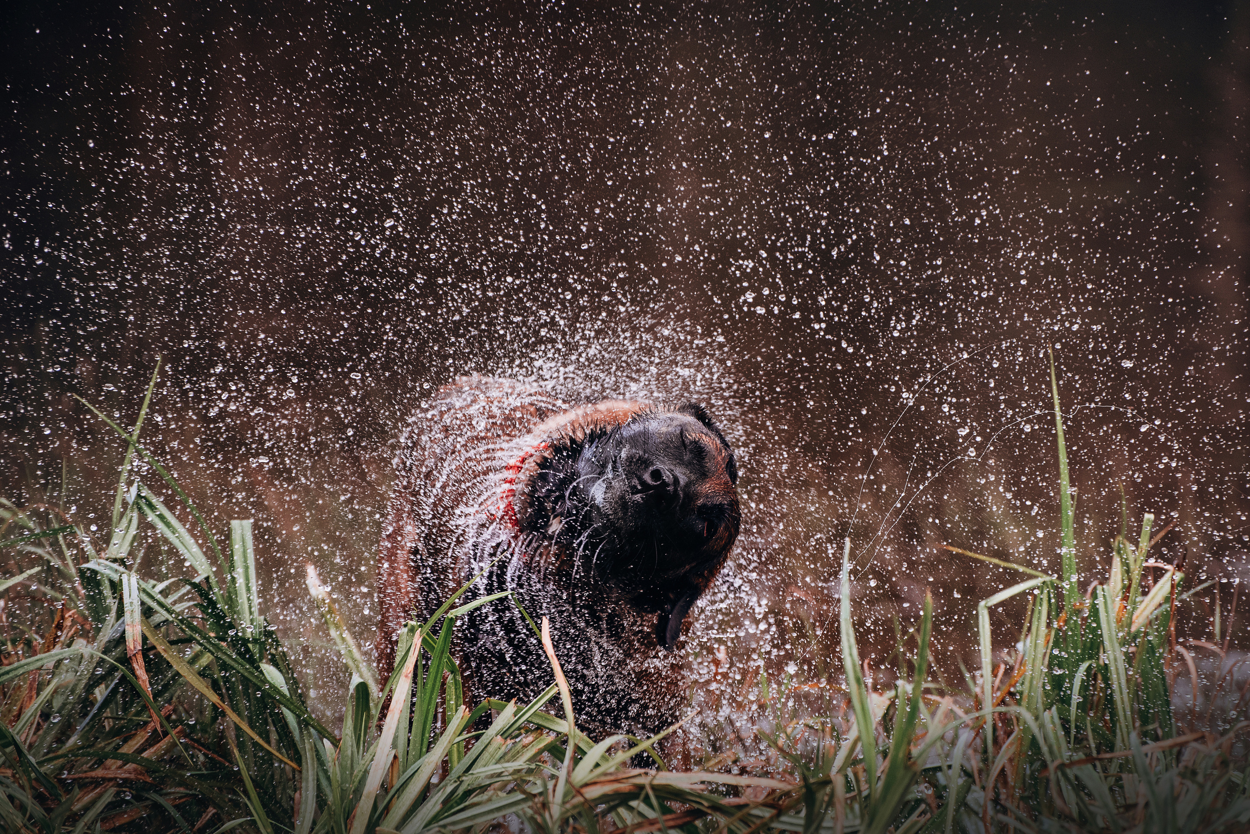 Амут: кеесхонд Верона, малинуа Бэрри, Юля и Леша. Портфолио