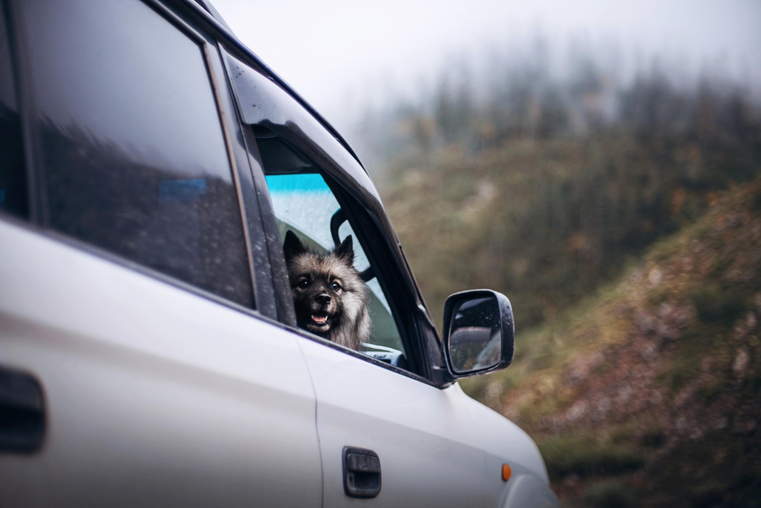 Амут: кеесхонд Верона, малинуа Бэрри, Юля и Леша. Портфолио